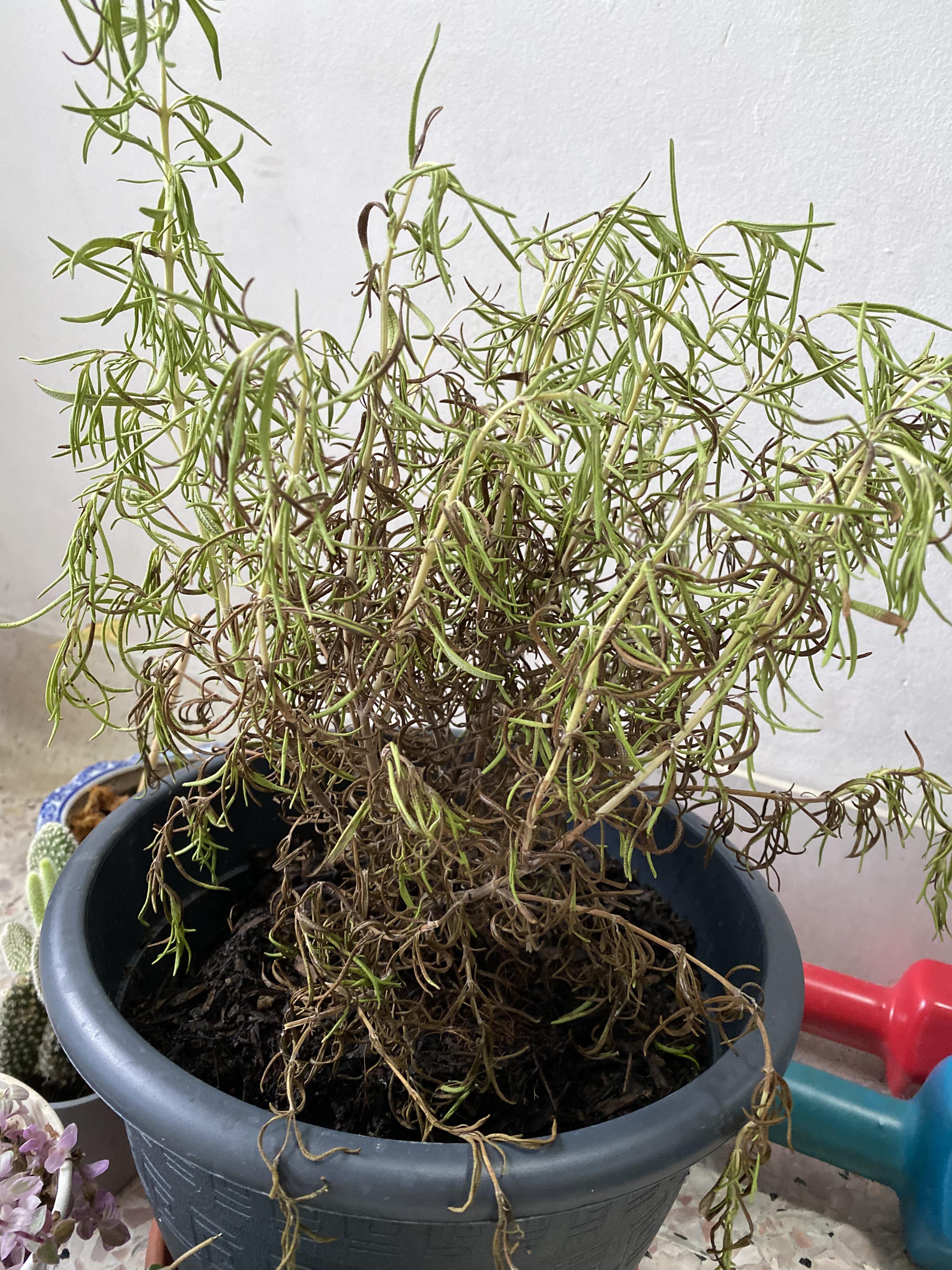 Rosemary plant dying! Please help ( r/houseplants