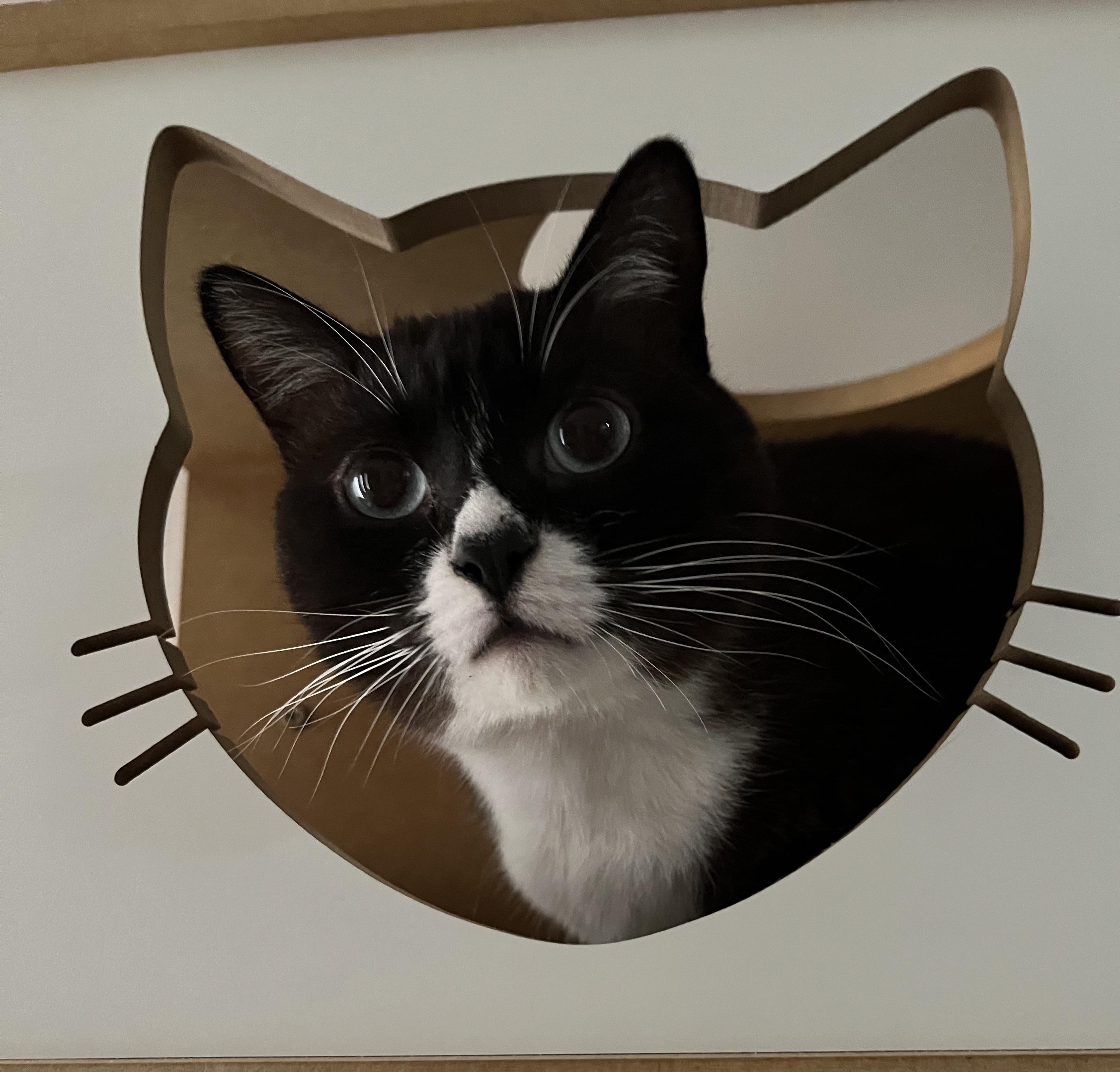my cat head inside a cat head r/notinteresting