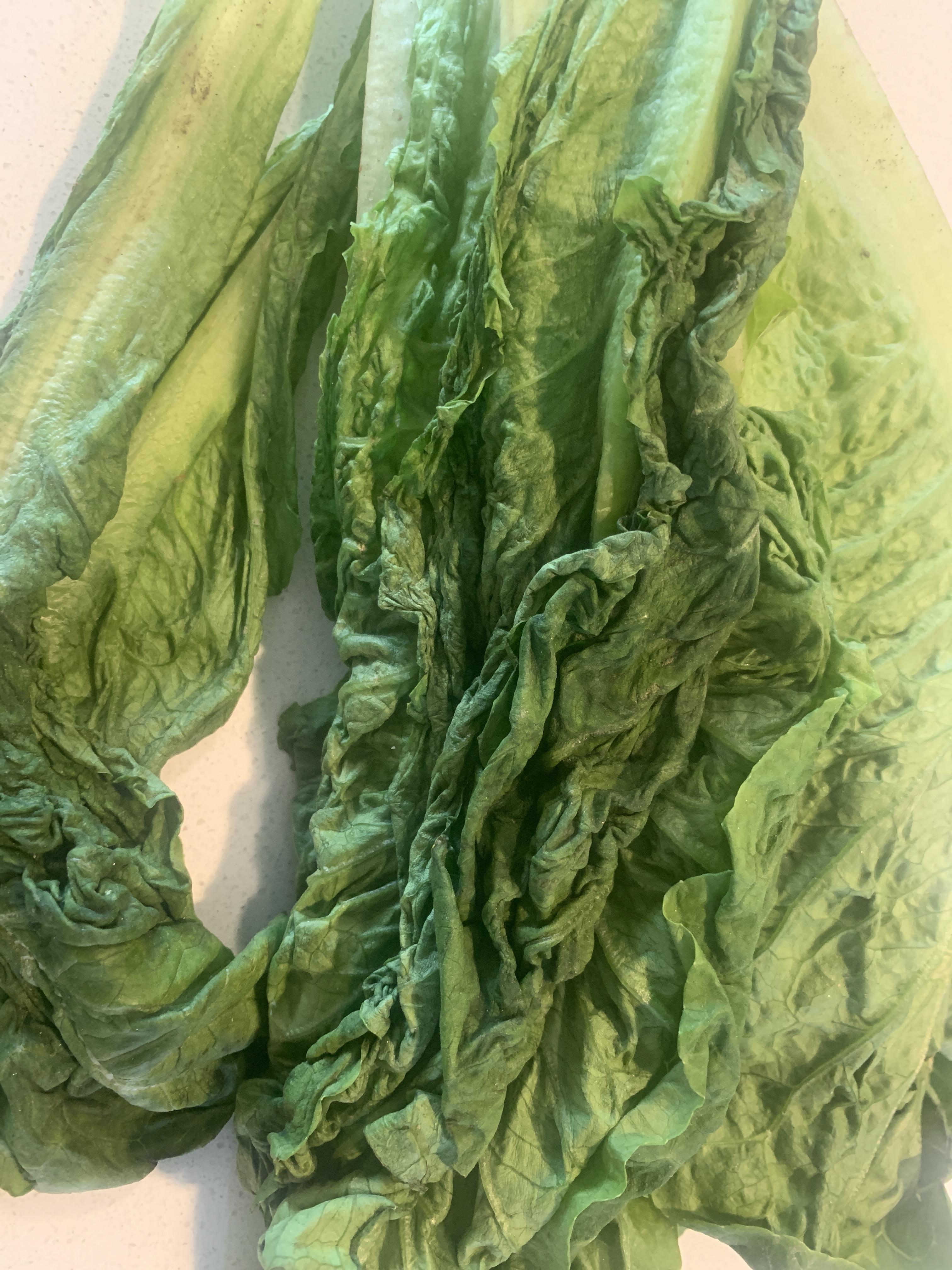 Is this wilted romaine lettuce still good? r/Frugal