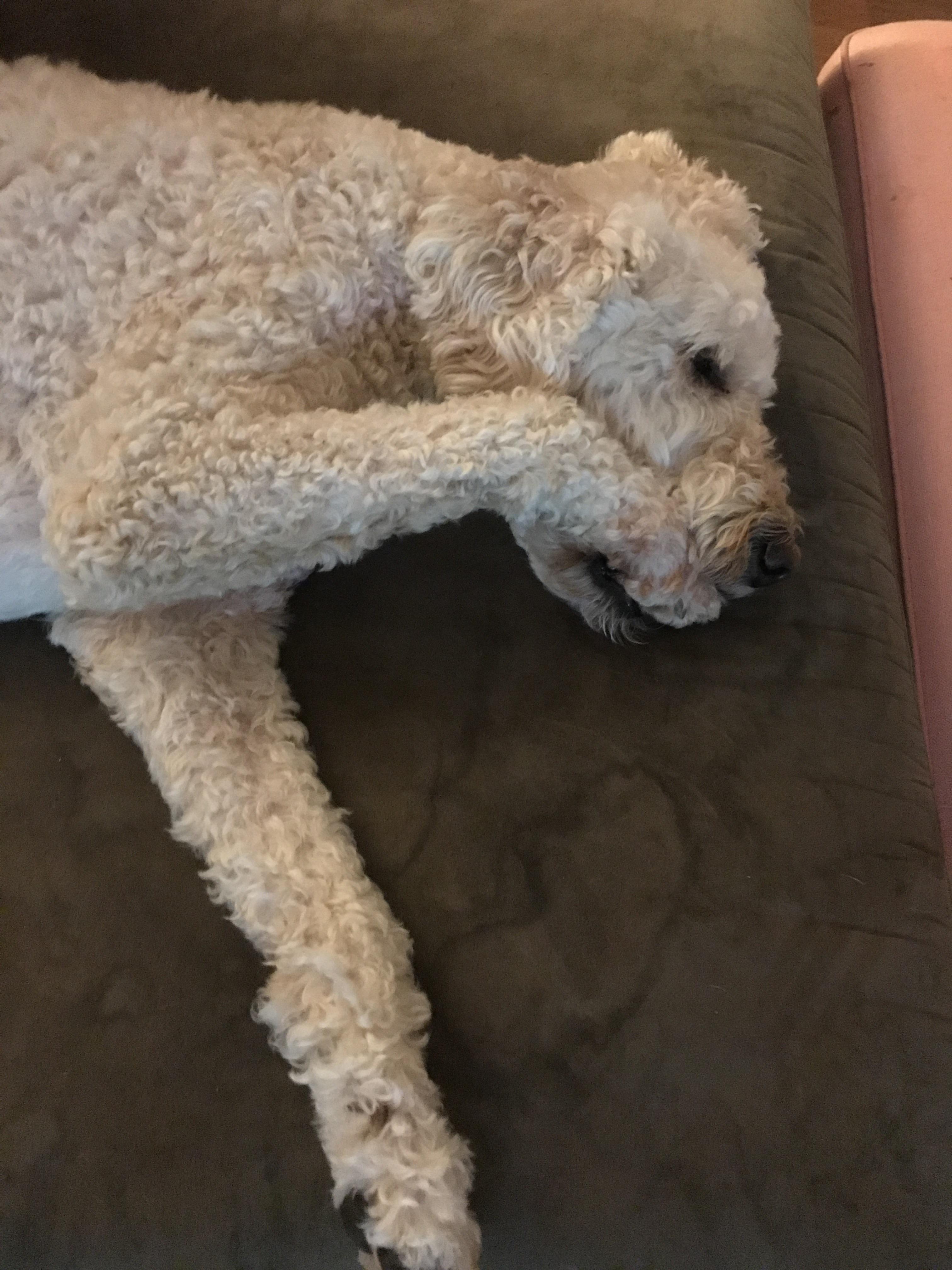 Sometimes my dog sleeps with her paw in her mouth r/aww