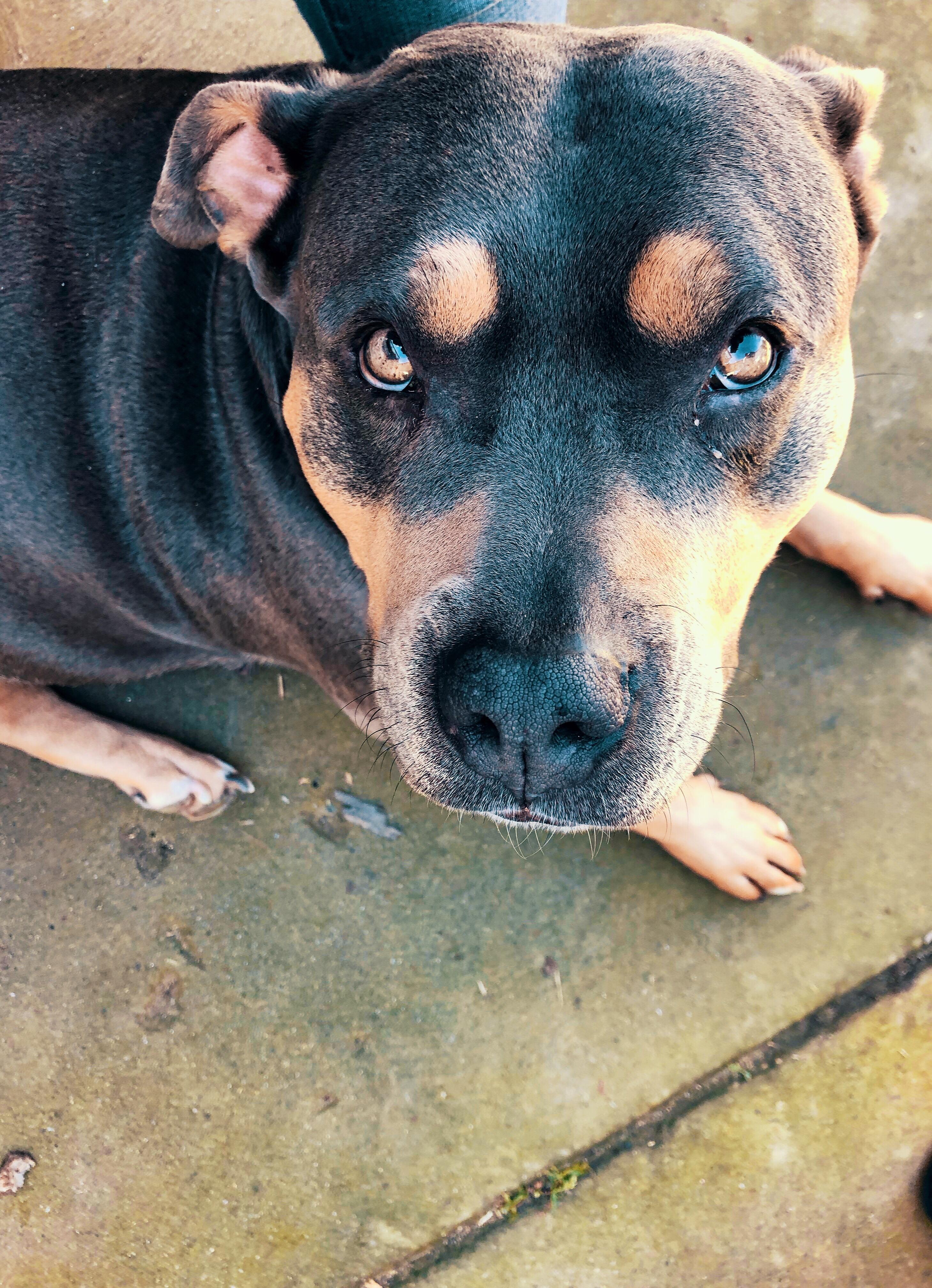 My Nina’s Pit is so pretty : r/pitbulls