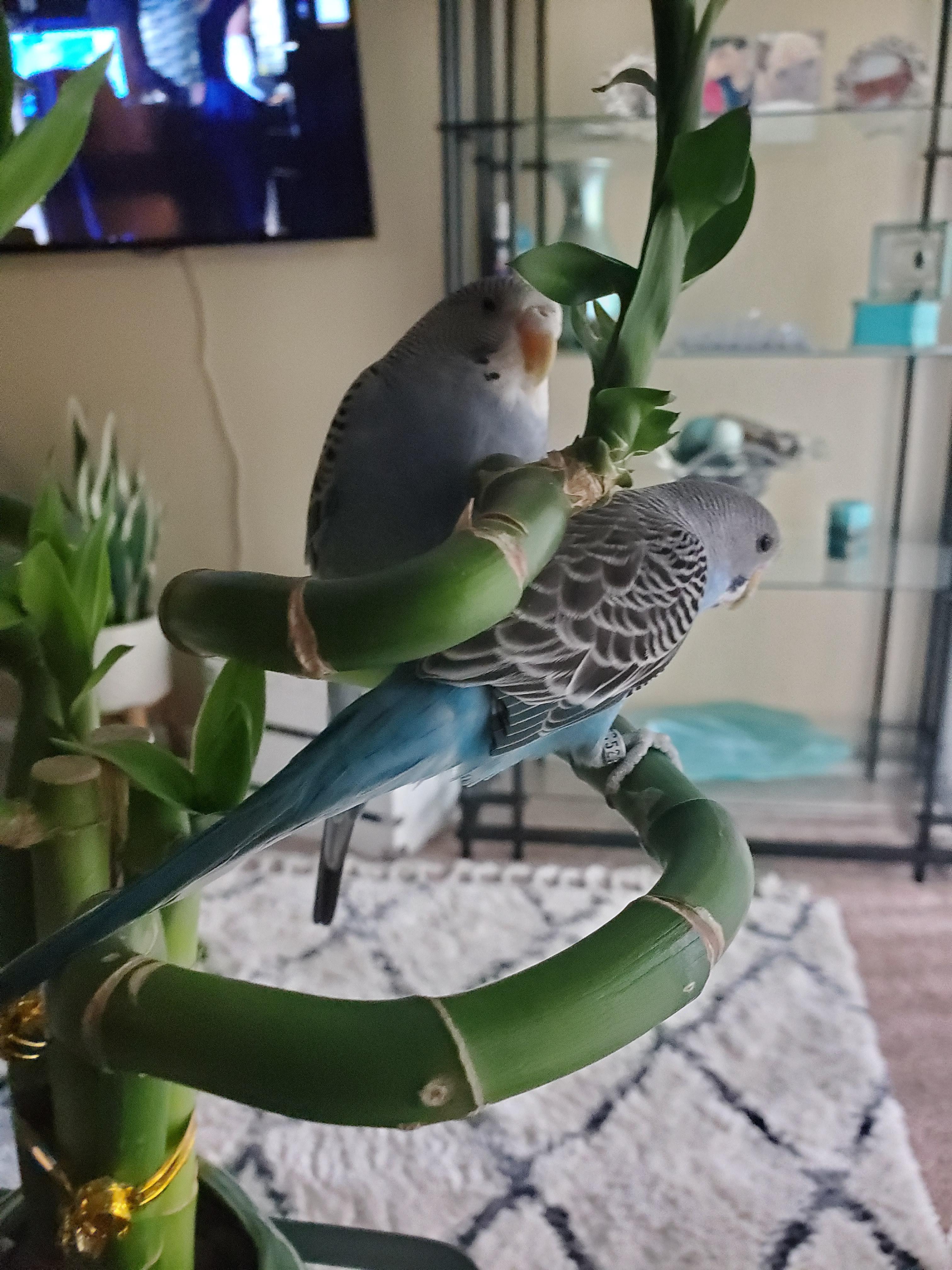 Is bamboo toxic? I googled it before putting them on the plant and it