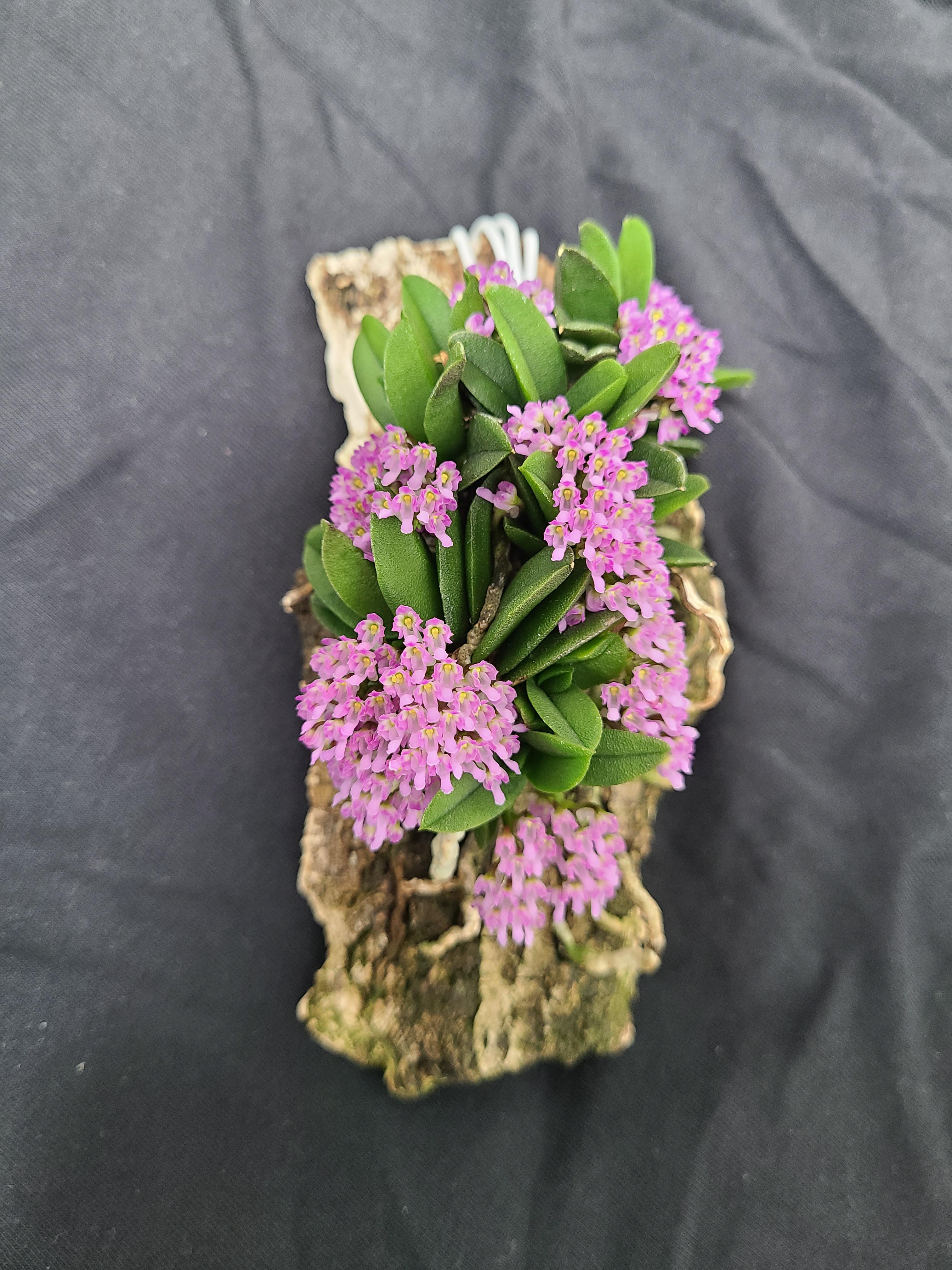 My grow tent with various bulbophyllum hybrids, a phalaenopsis Yang