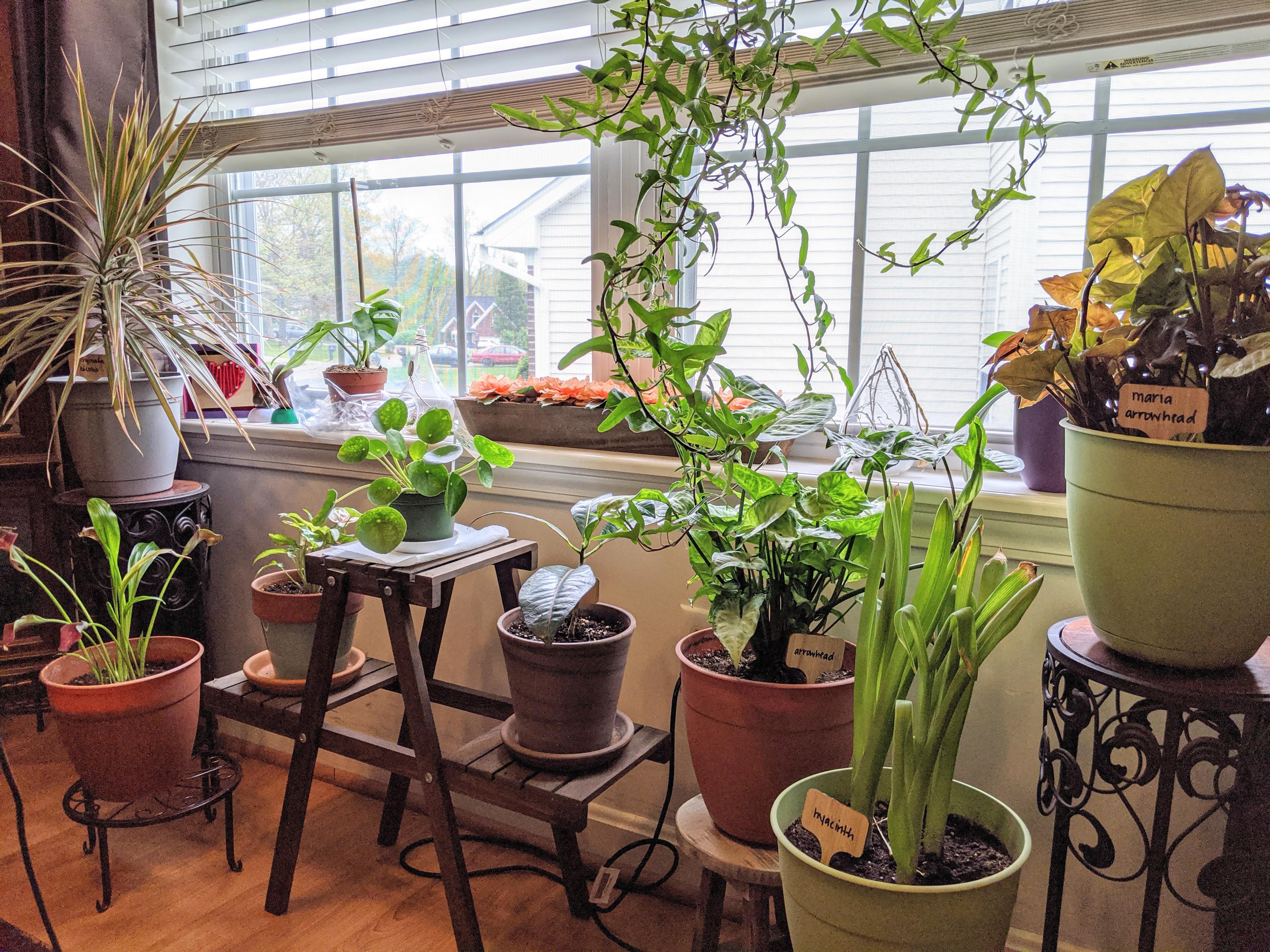 I finally stopped killing plants! My little indoor garden is growing