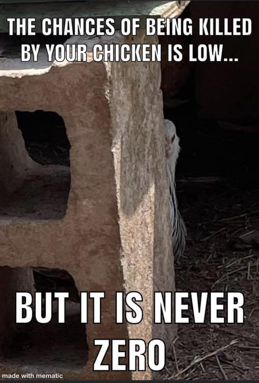 Watch your six r/chickens