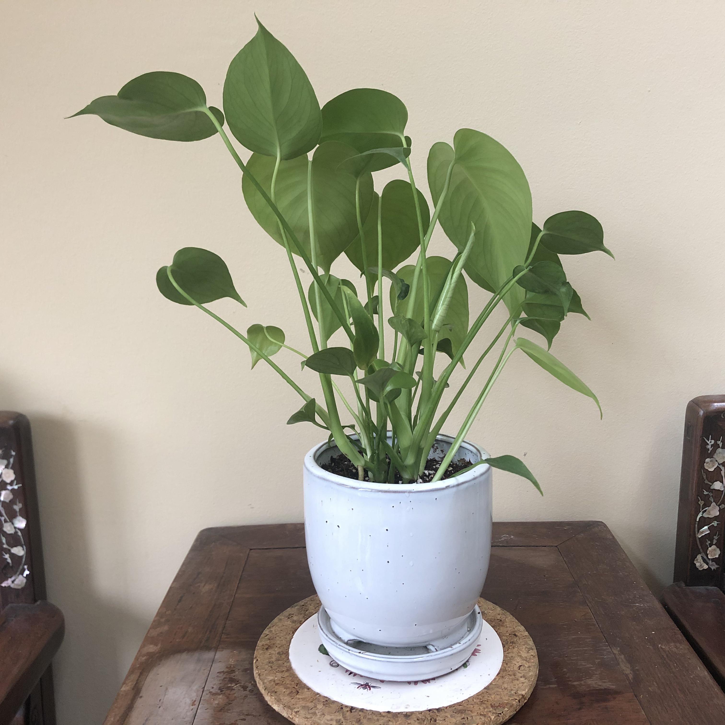 When I rotate my plants, I feel like they’re giving me the cold