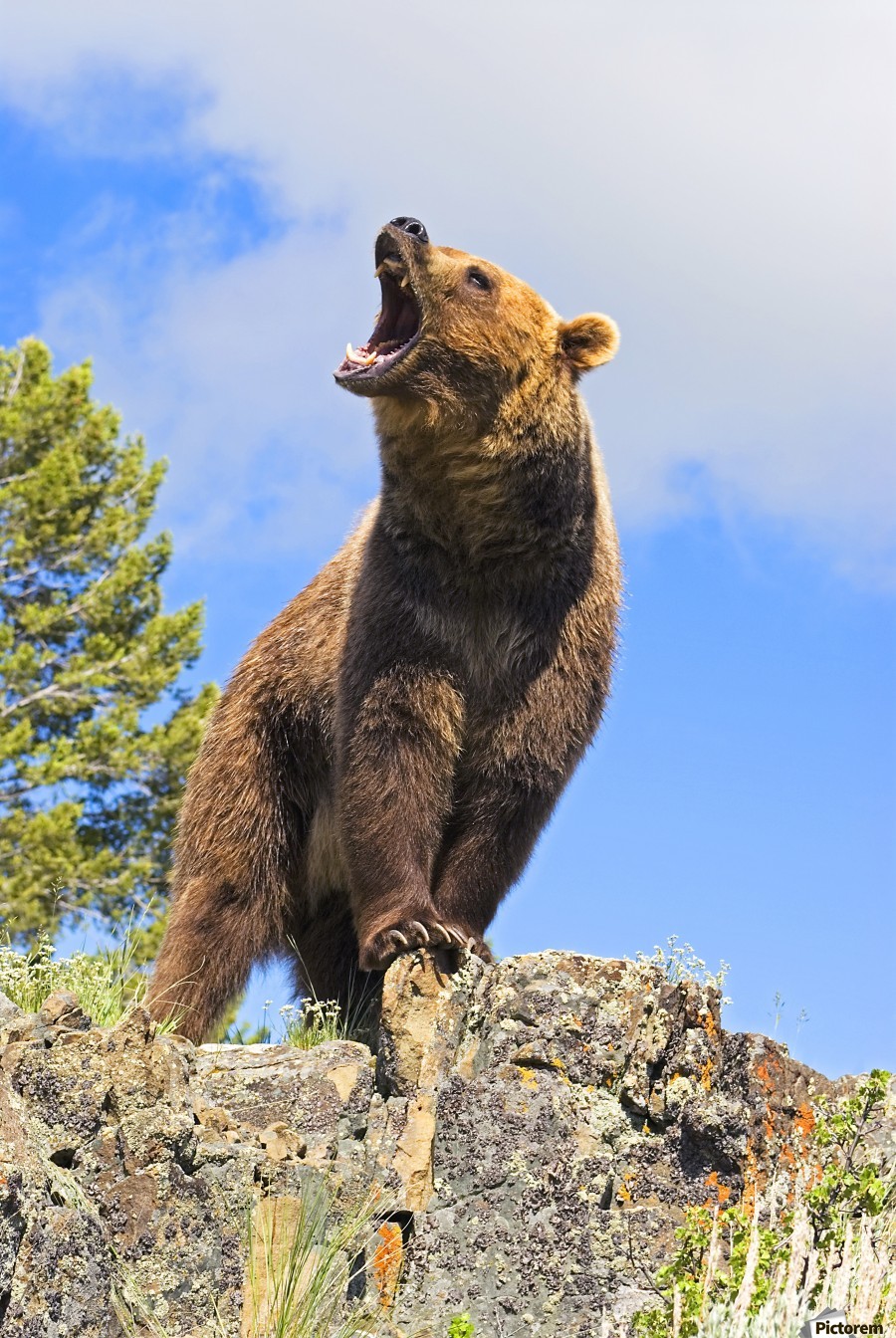 🔥 Grizzly Bear roaring over a rock ledge 🔥 r/NatureIsFuckingLit