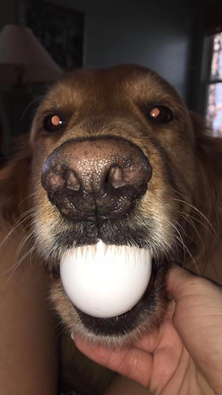 What Dogs Can Hold A Egg In Their Mouth