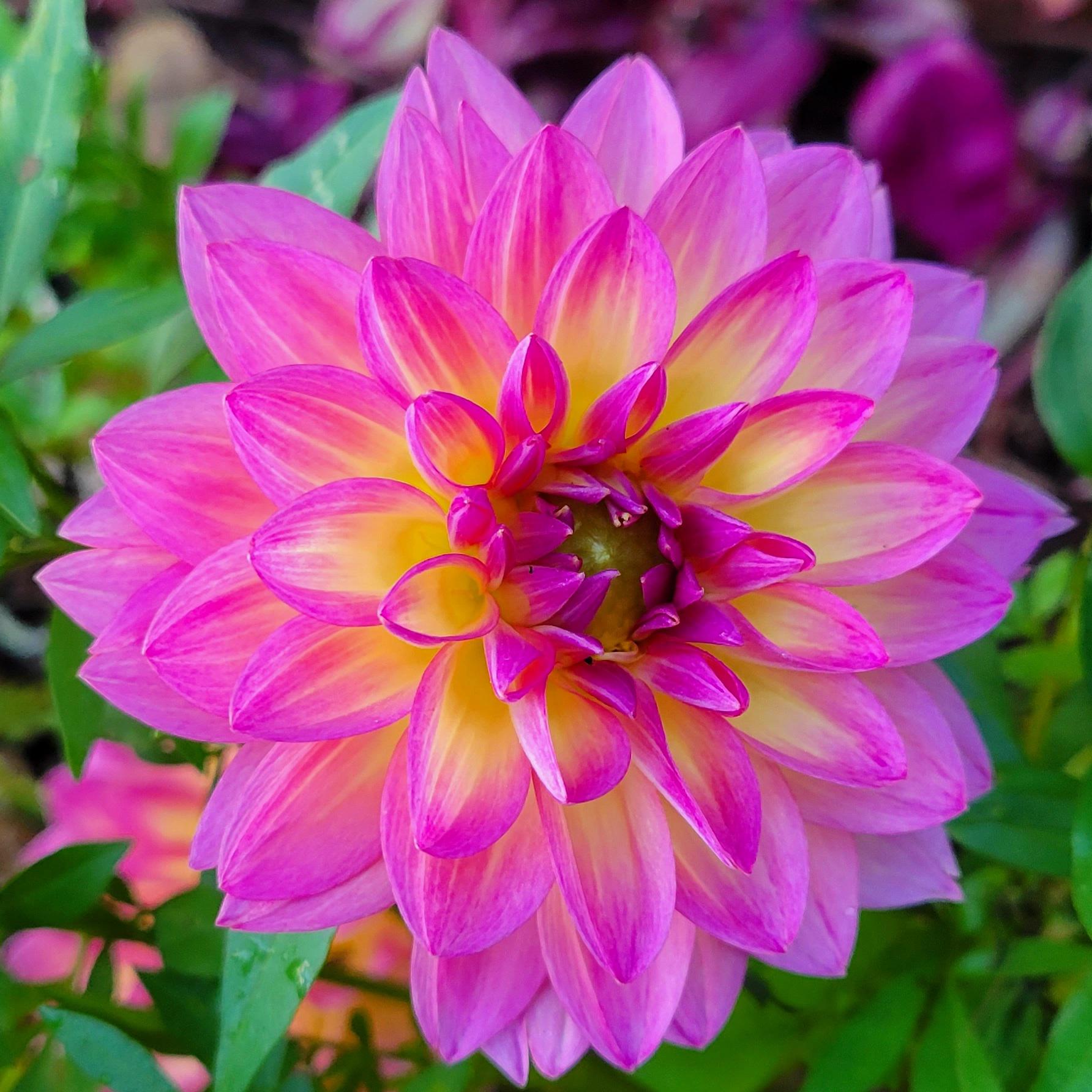 This dahlia in my garden... I can't remember the variety. Possibly