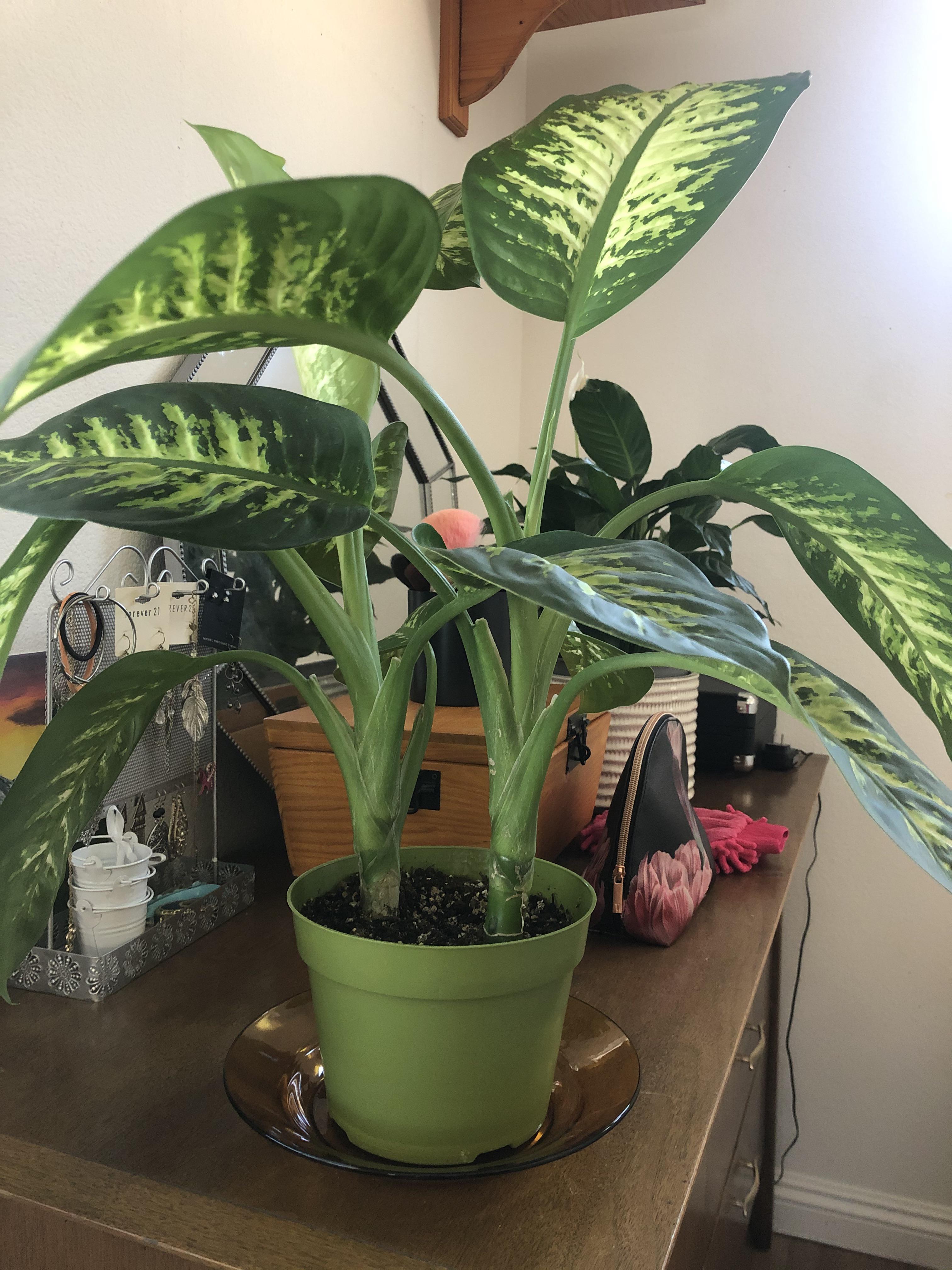 Dieffenbachia is growing really large, is it time to repot? Wondering