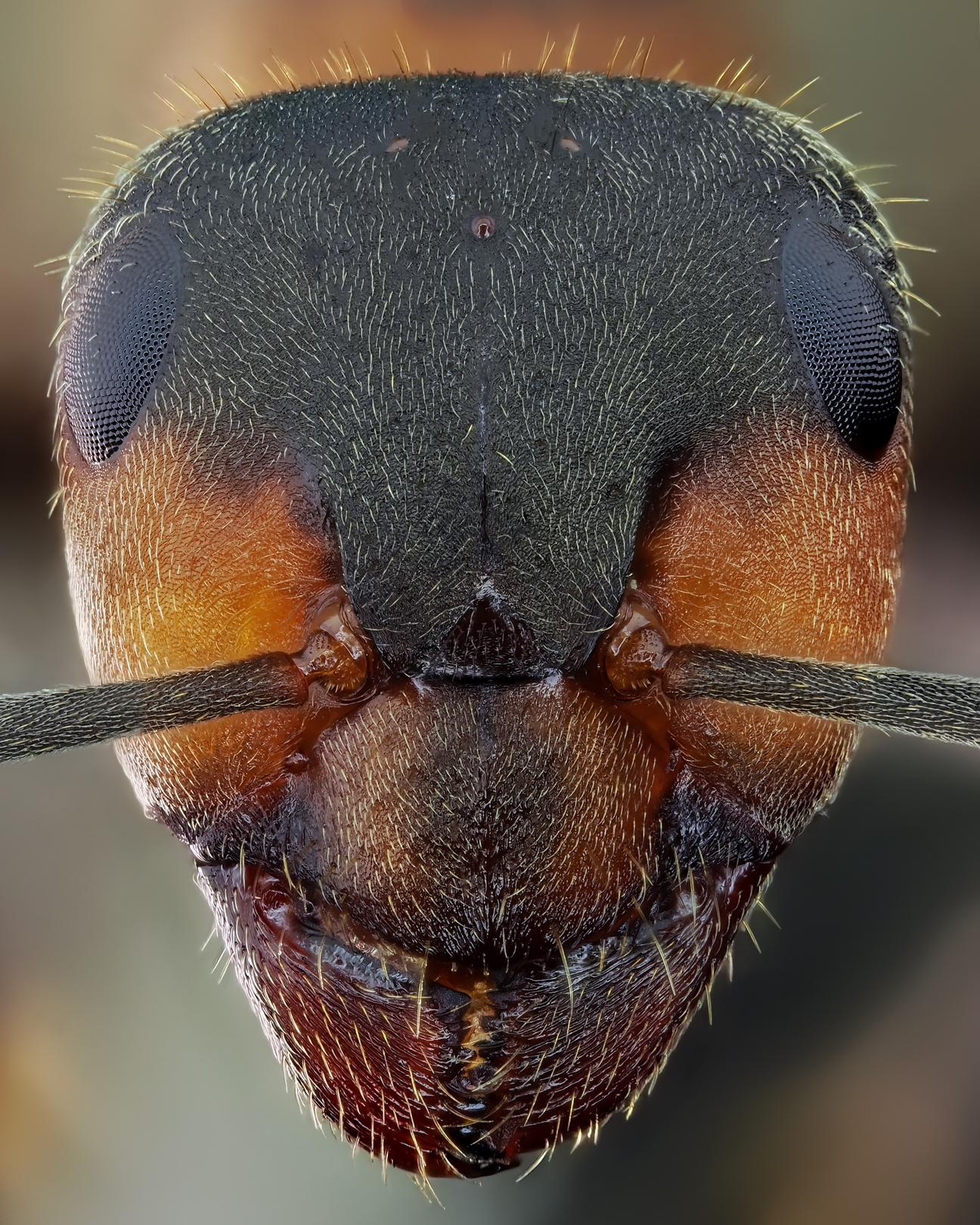red ant : r/Entomology