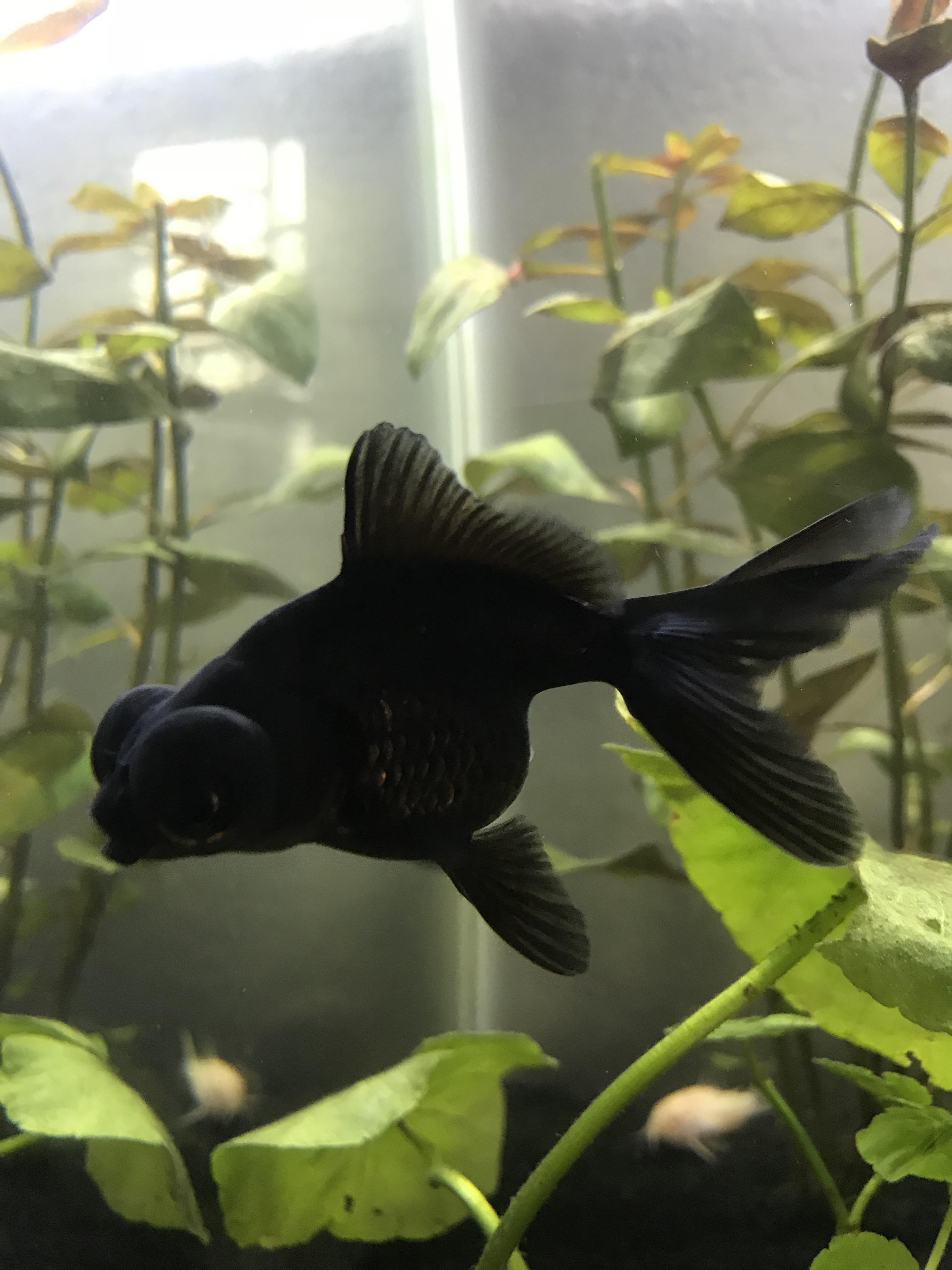 134 best Black Moor images on Pholder Goldfish, Aquariums and