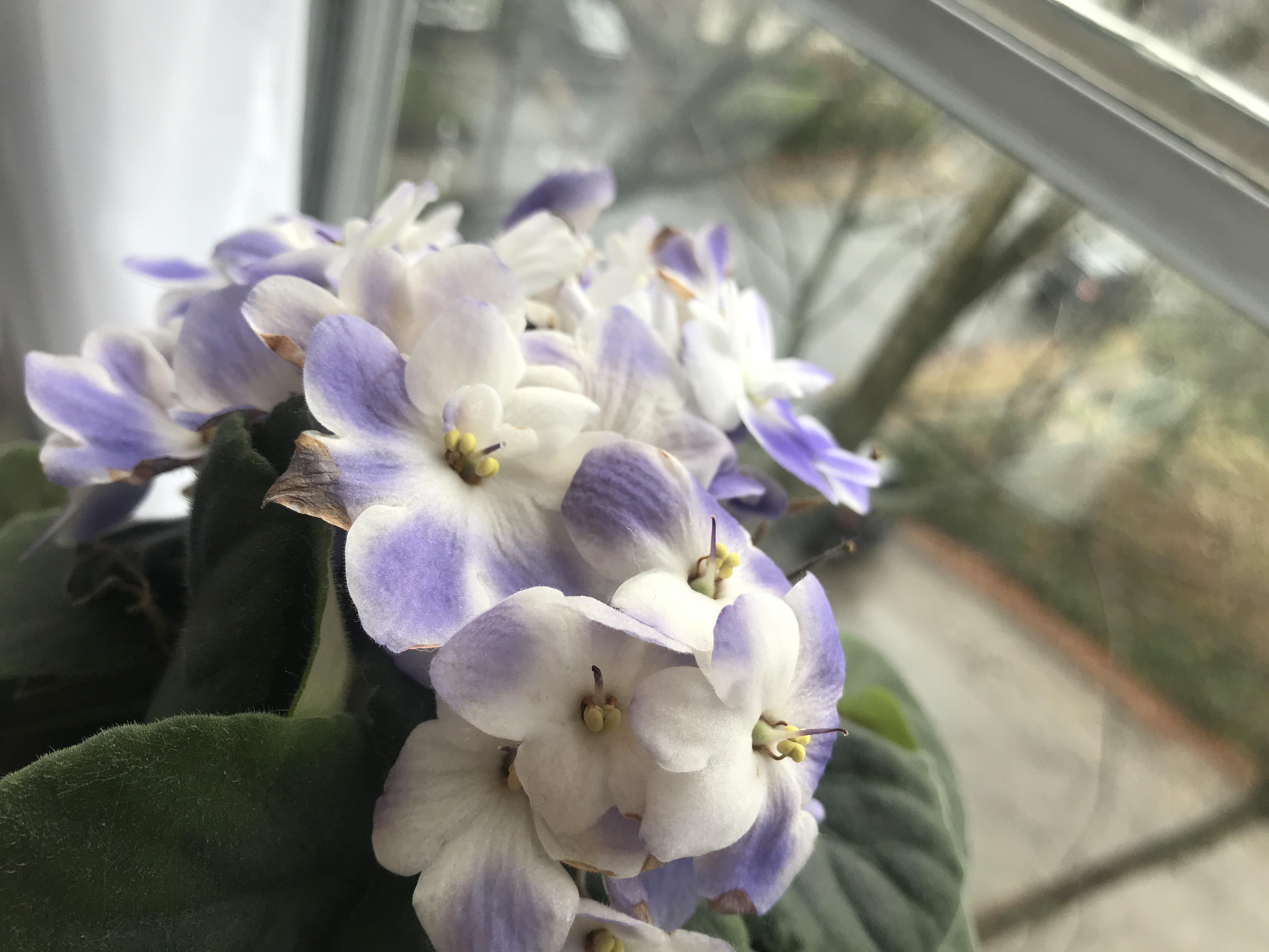 Help with African Violets turning white r/gardening