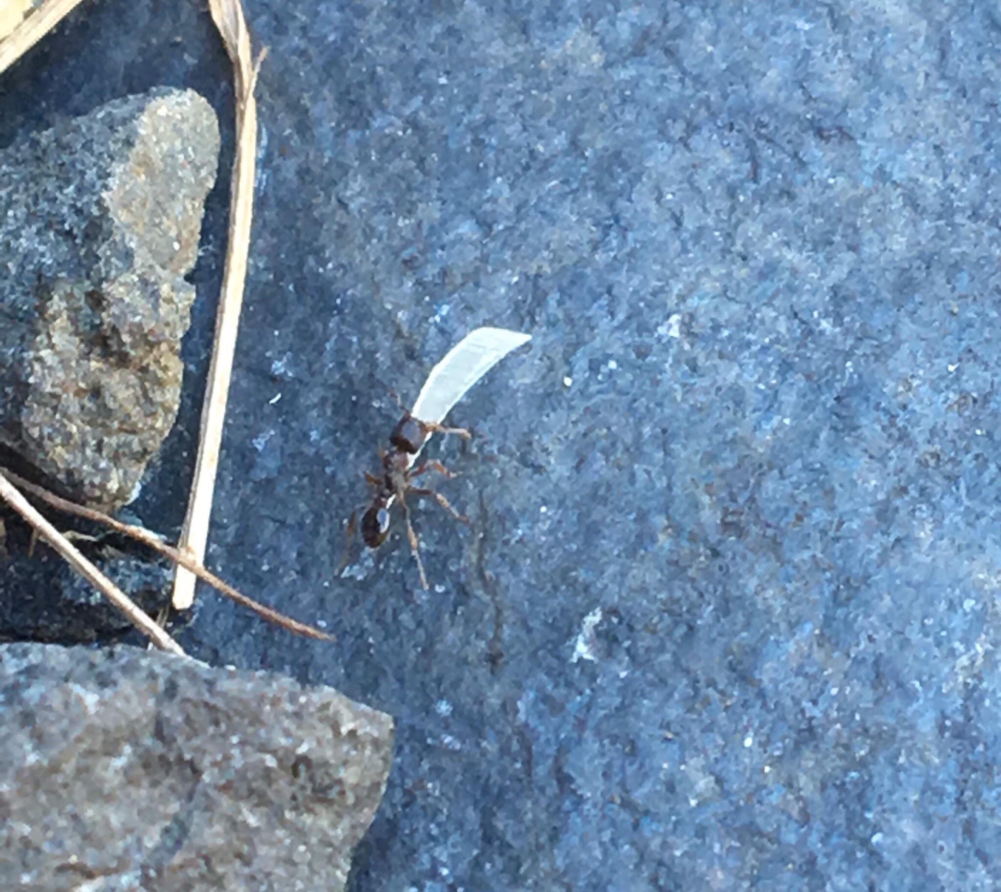 I was clipping my toenails outside and this ant showed up and