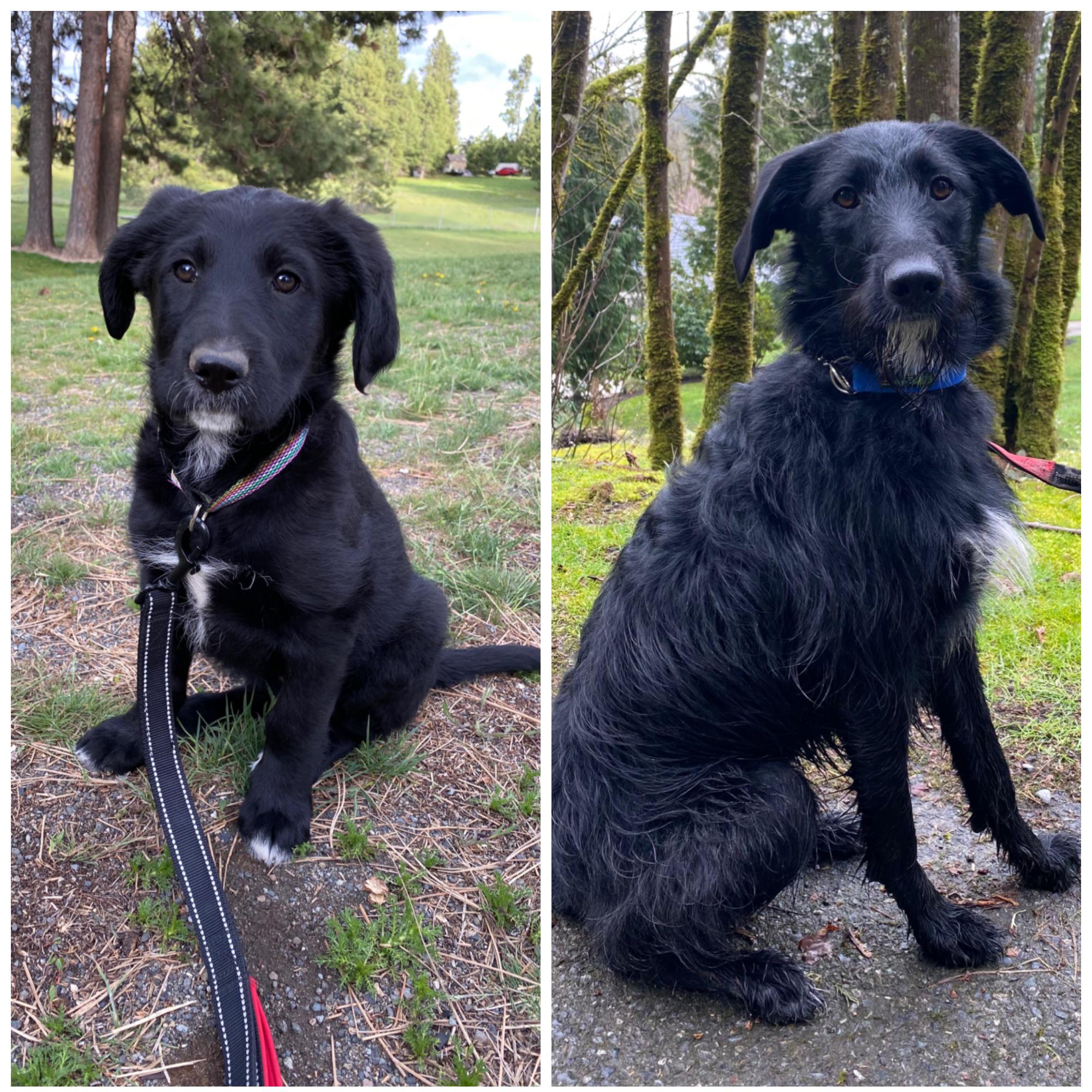 Our Poodle/German Shepherd is all grown up! Happy 1st birthday, Moxie! r/aww