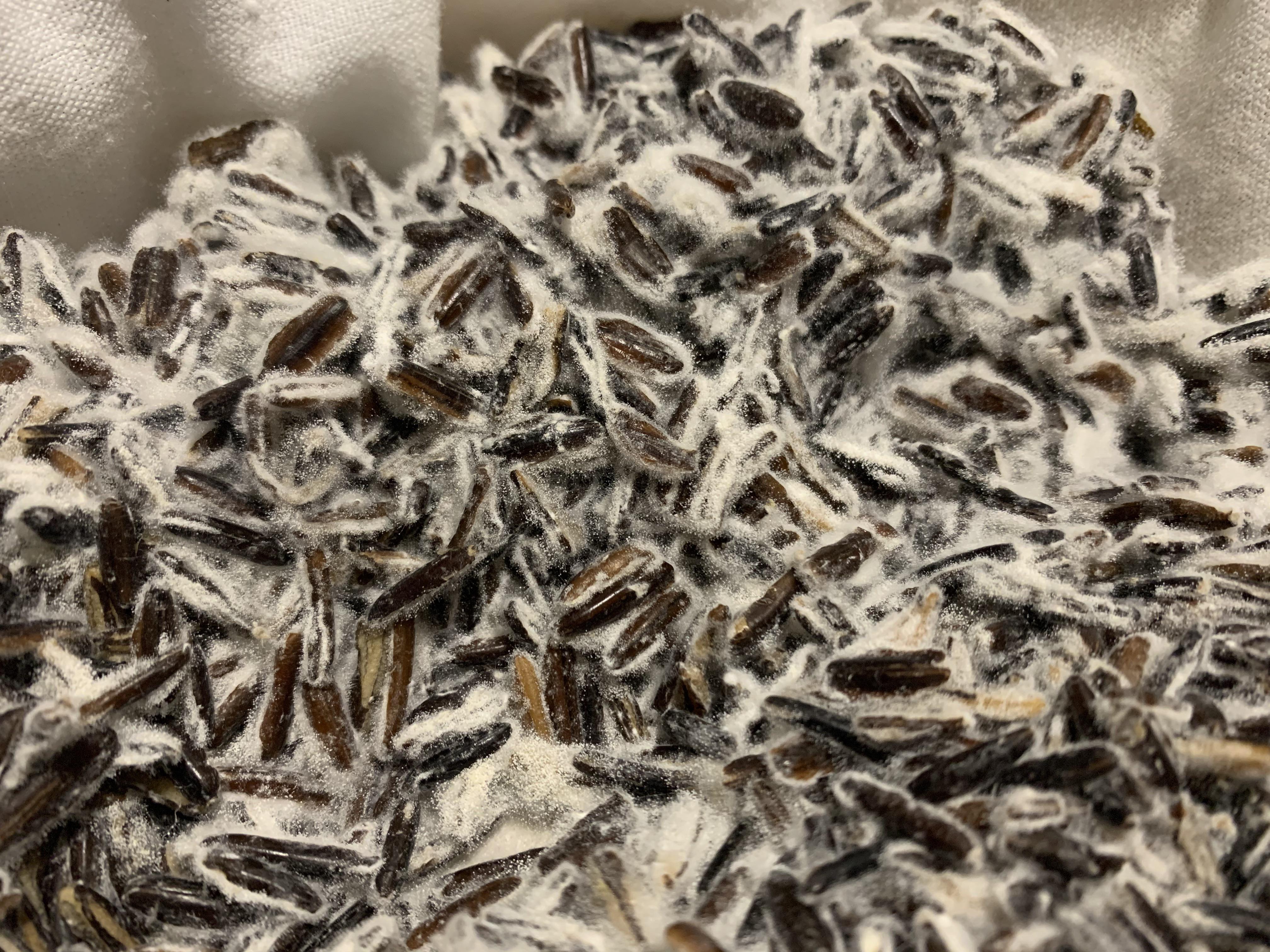 Wild rice Koji r/Koji