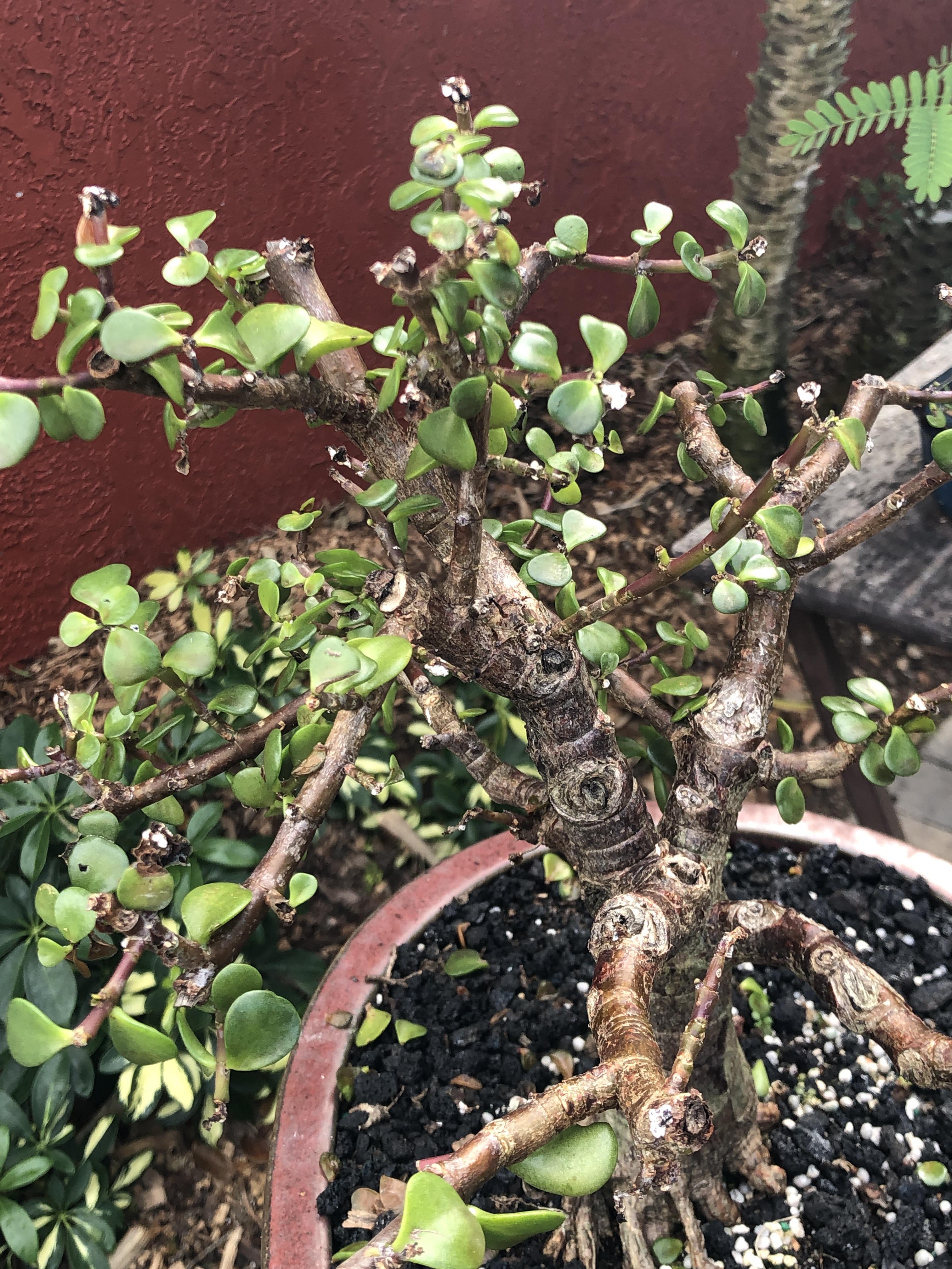 What is this white fungus afflicting my jade? I have attempted to