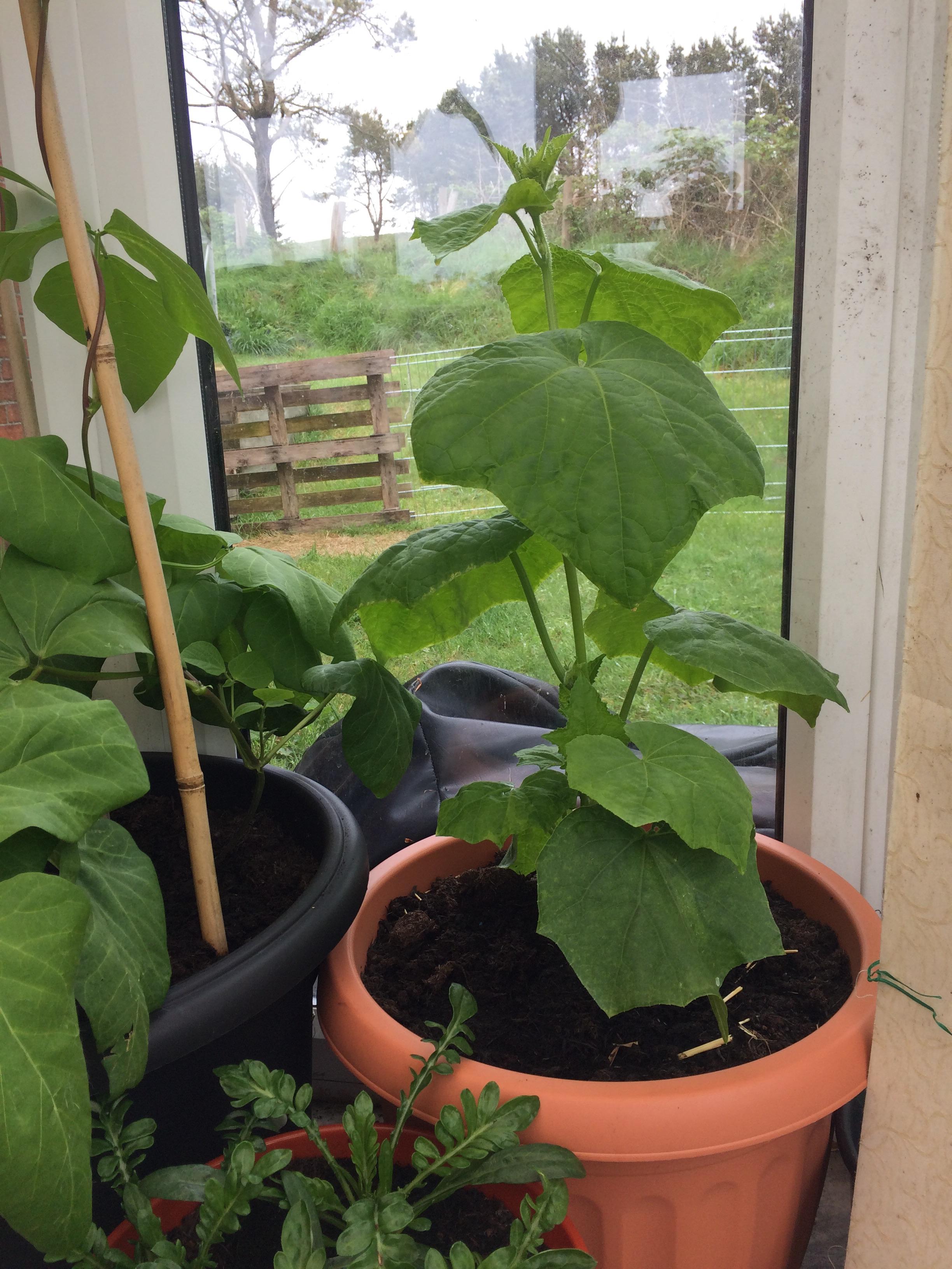 Never seen a cucumber plant grow straight up! Strong little guy 😁 r