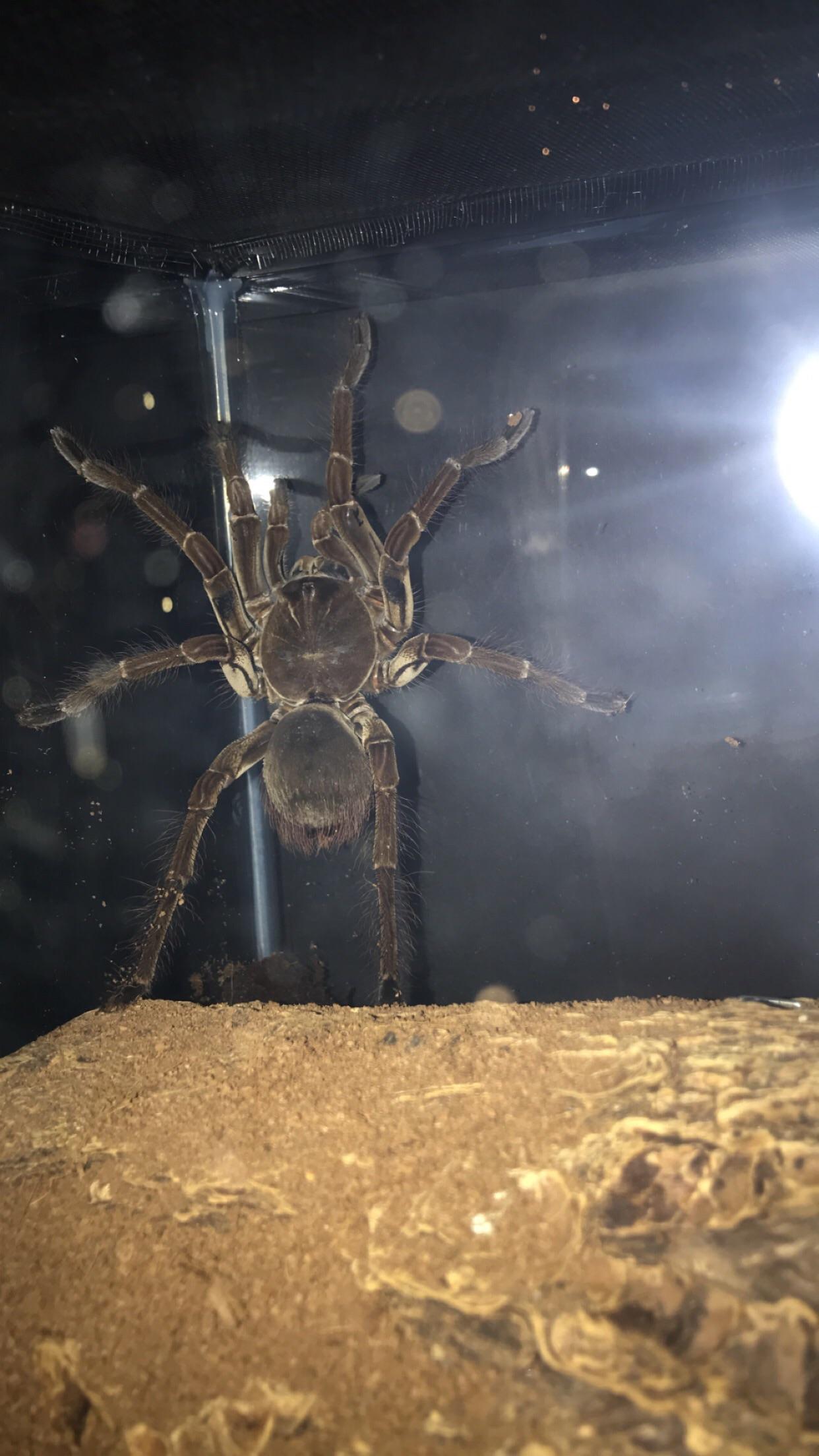Sriracha; my 6”, aggressive, hissing, hairflicking, female Goliath