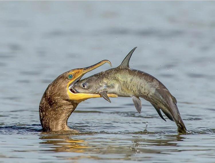 Cormorant eating a catfish r/natureismetal