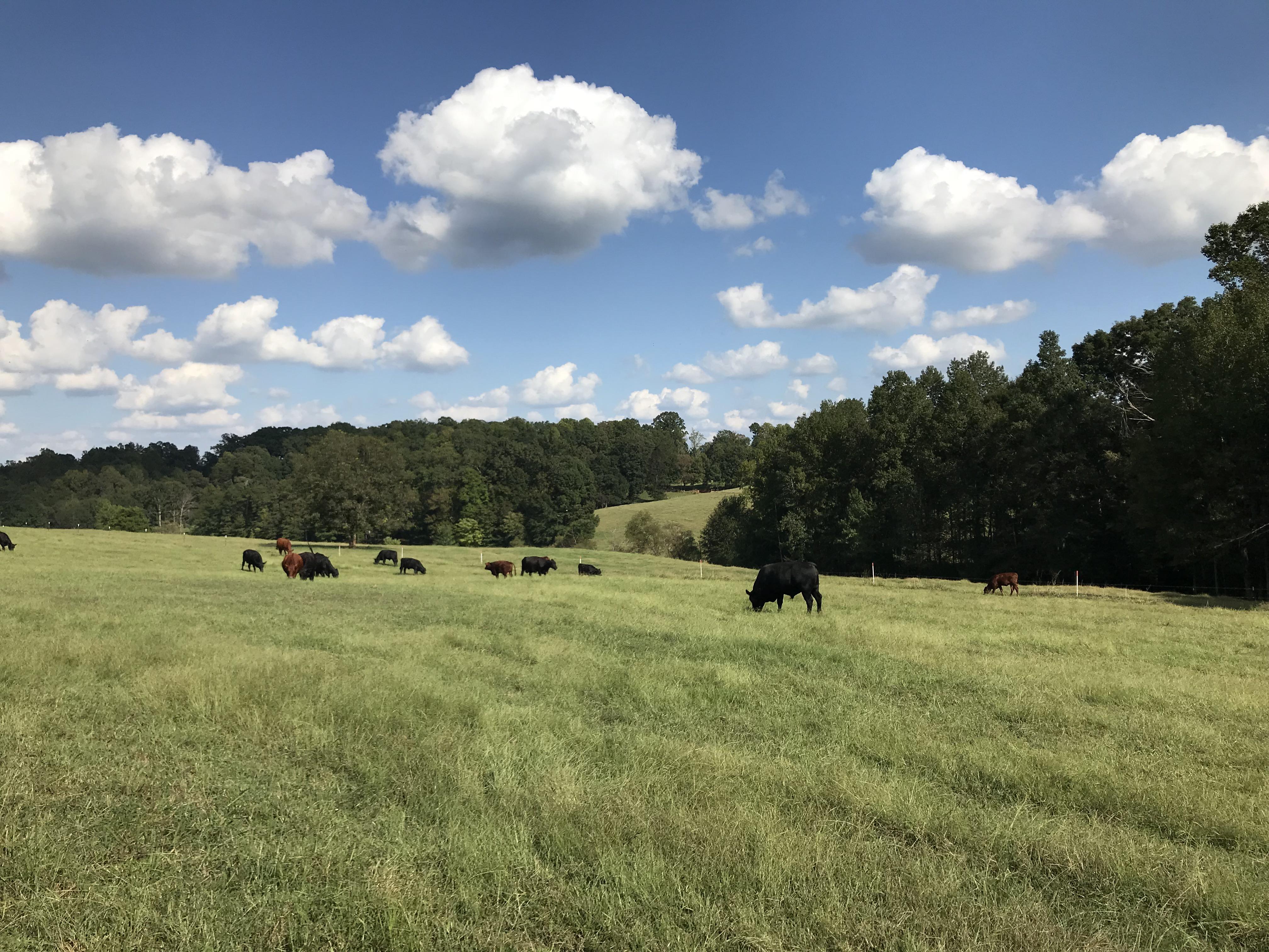 Farm Life Upstate SC r/southcarolina