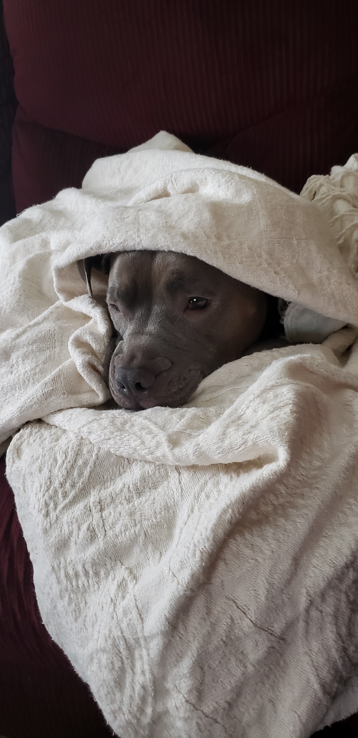 I have a doggie blanket burrito 🧡 r/pitbulls