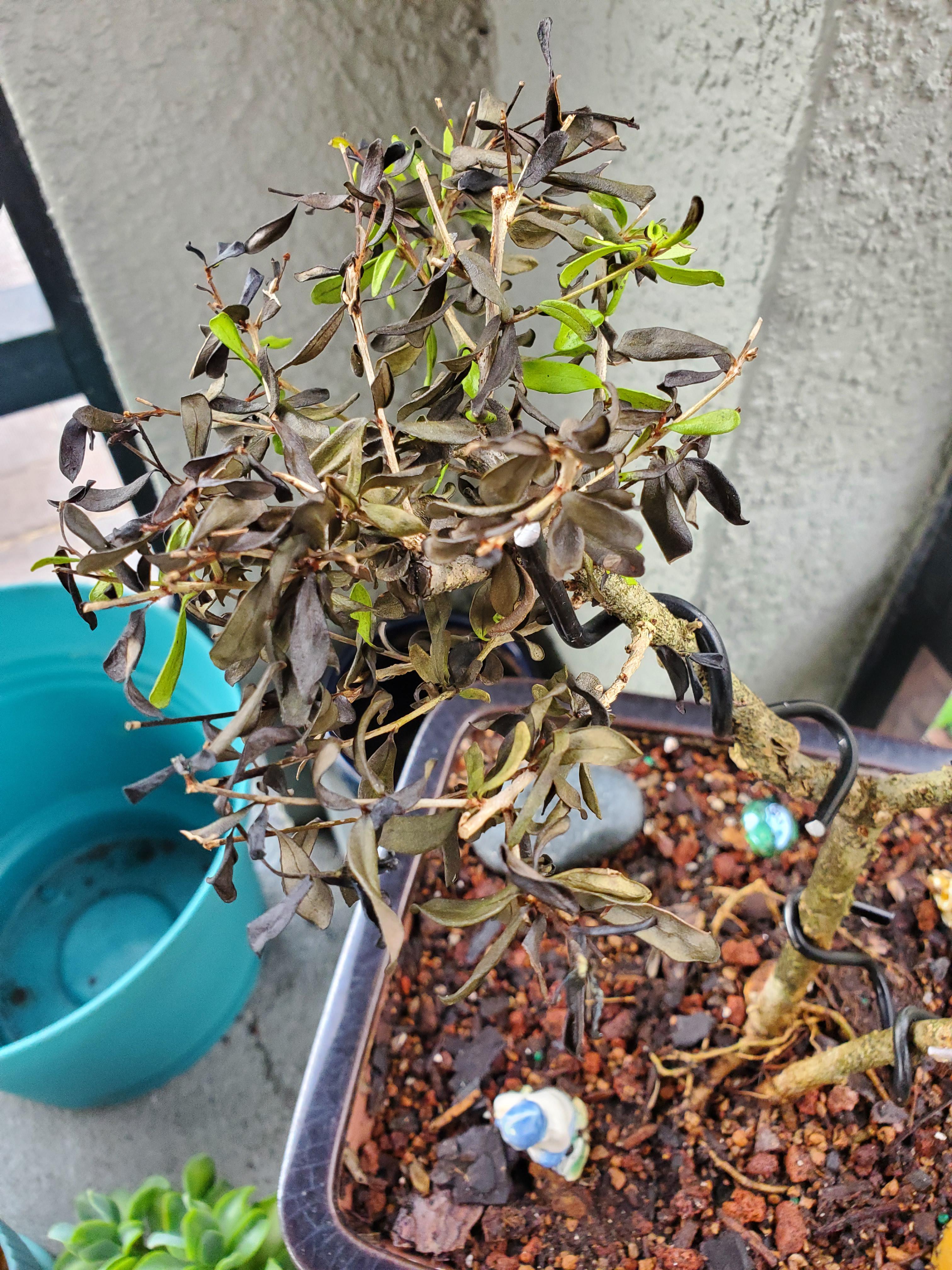 Bonsai leaves turning black? Received as a gift, no care instructions