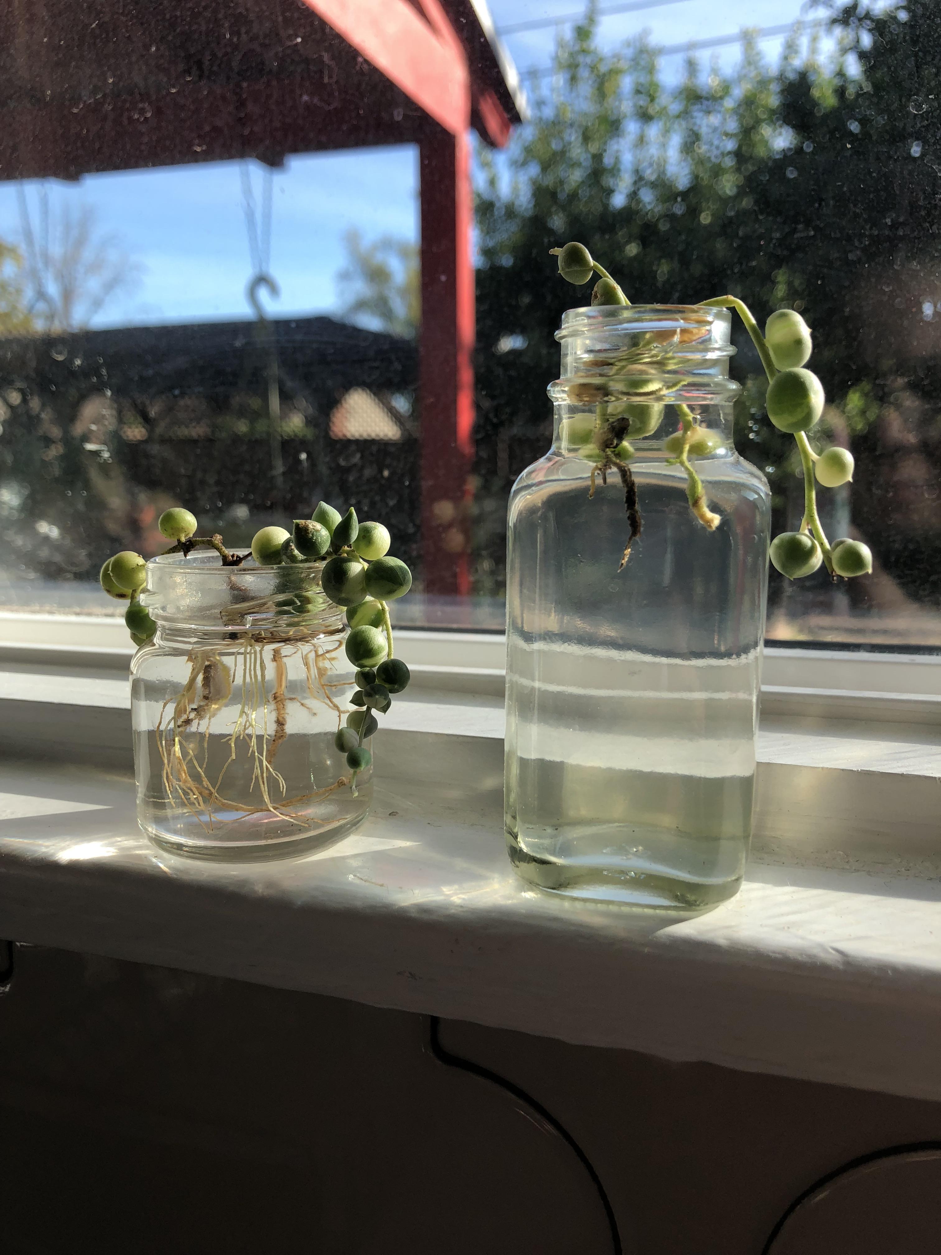 These verigated string of pearls have been in the water for a while now