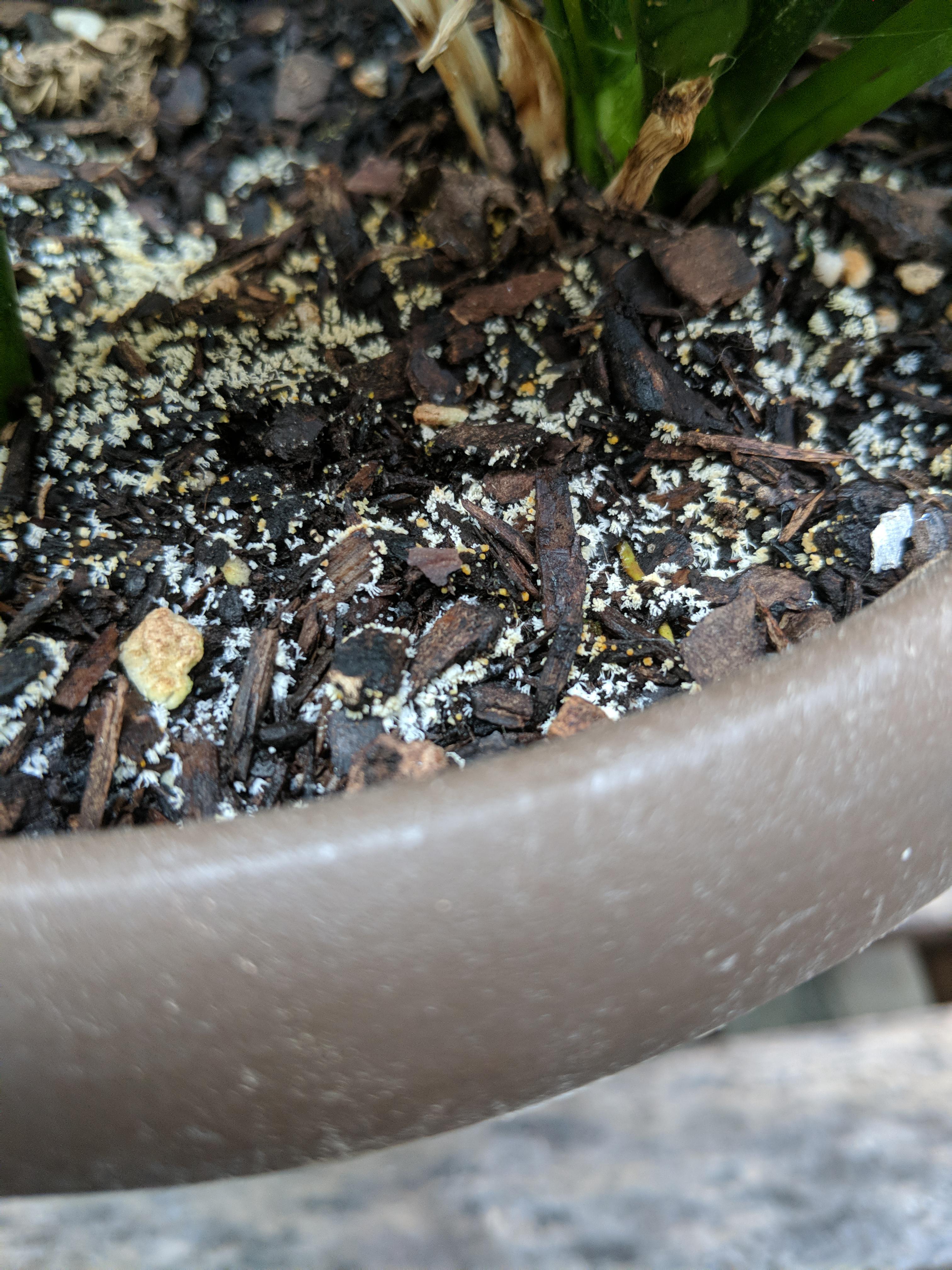 What are these white things in my snake plant's soil? It's covering