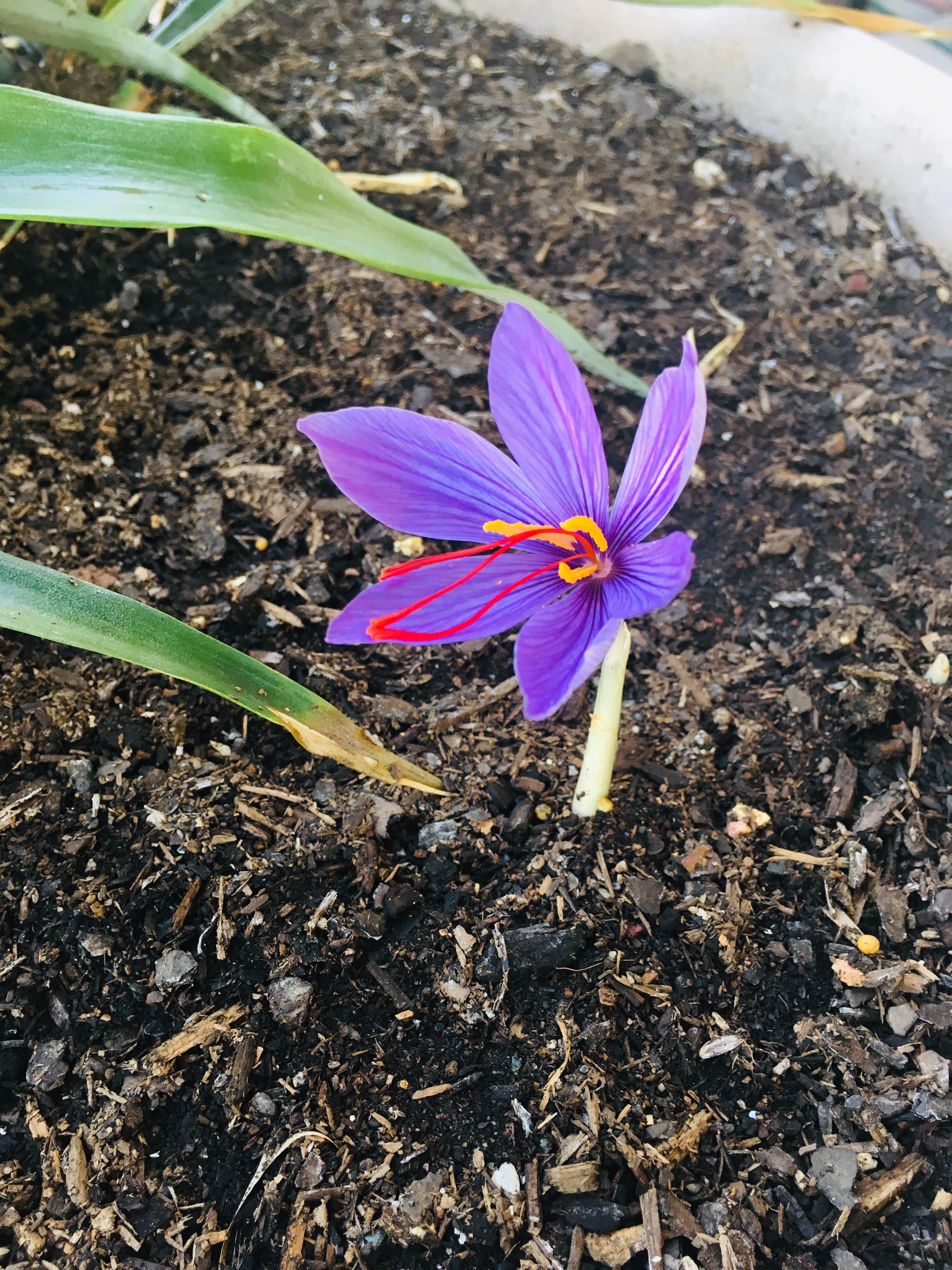 First Saffron bulb has bloomed this morning. r/gardening