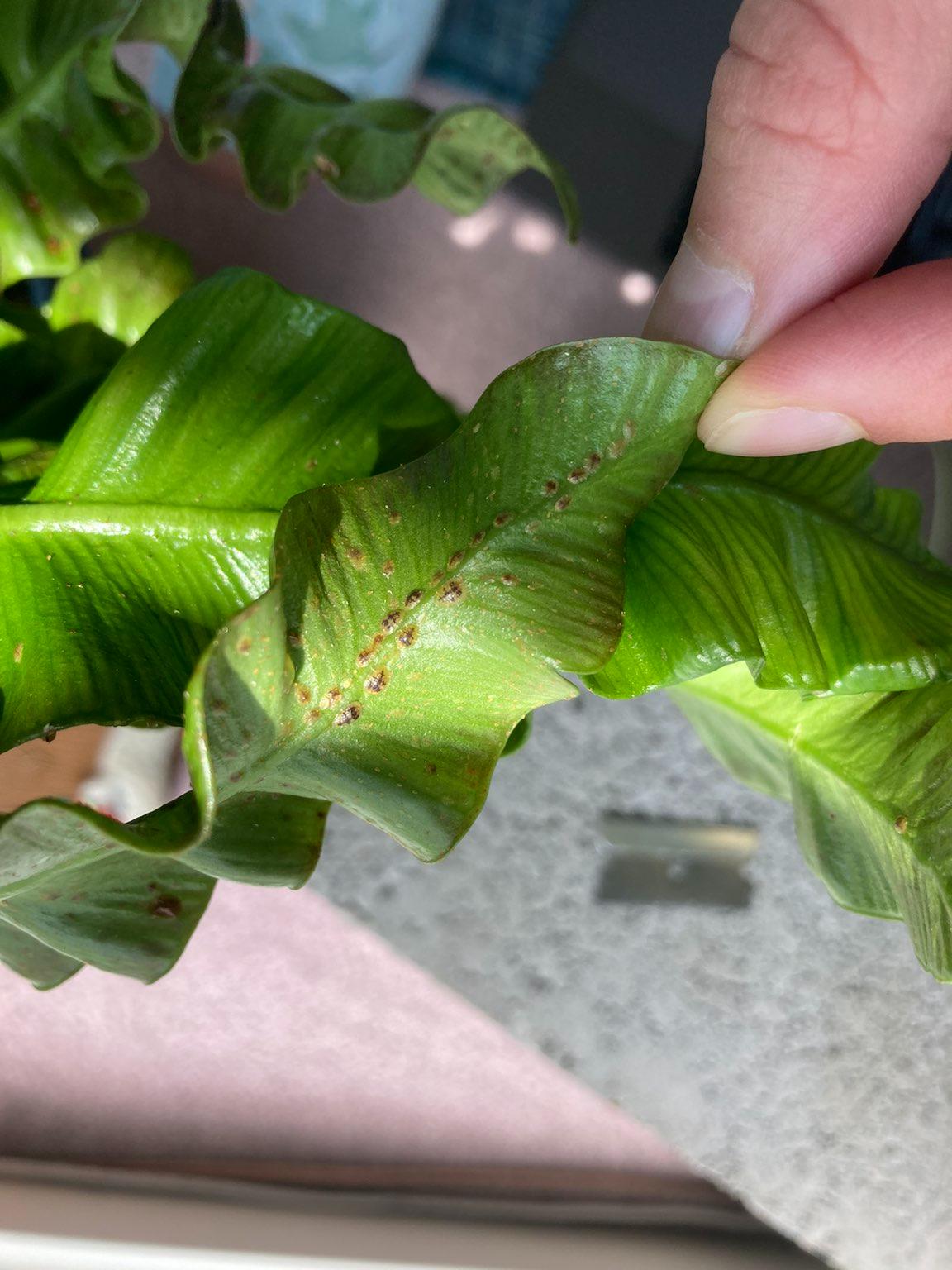 Brown Spots on Crispy Wave Plant r/plantclinic