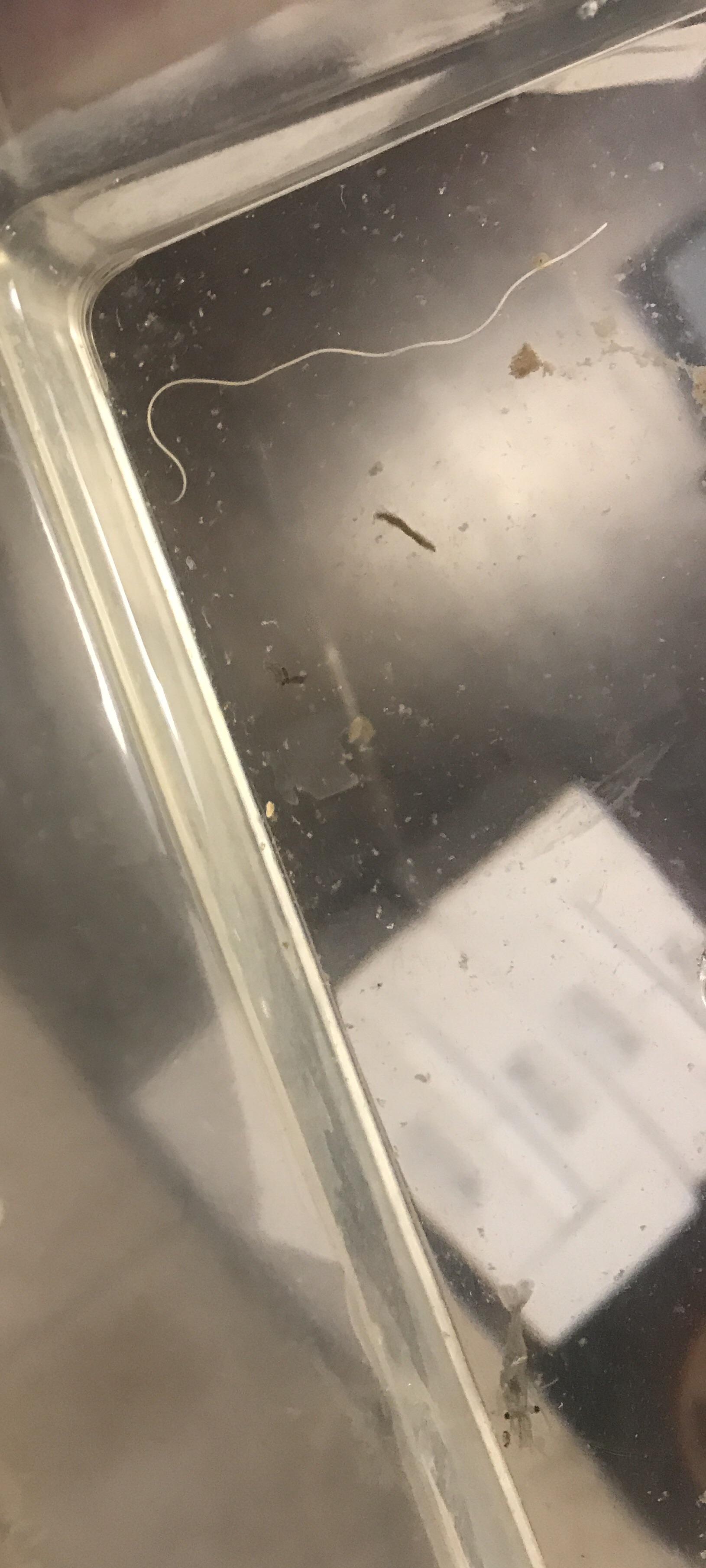 Thanks to tips I got here this ghost shrimp (from Petco) was able to