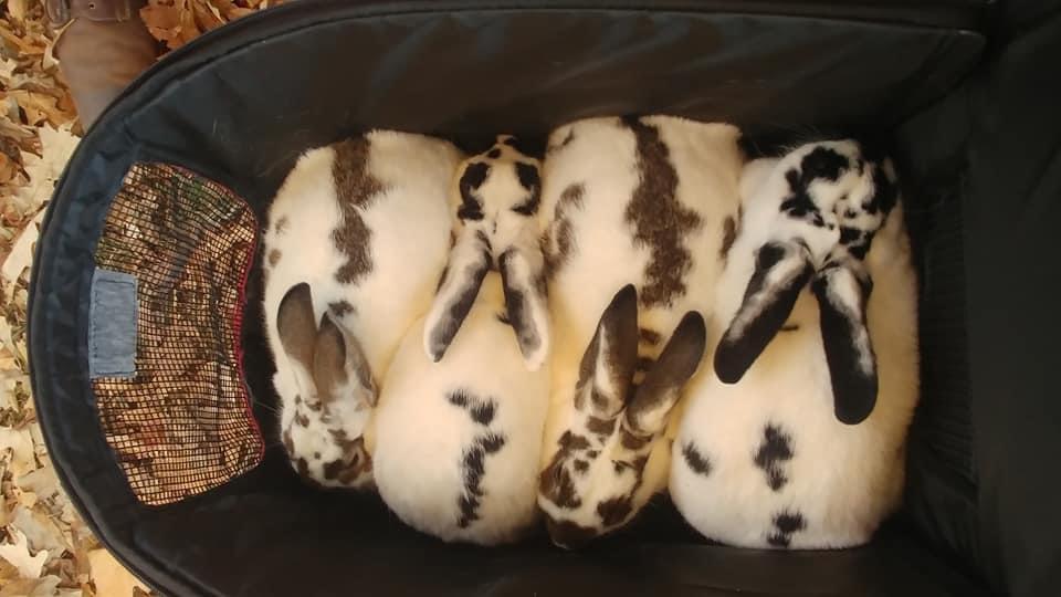 The way these baby bunnies fit so snuggly into their carrier r