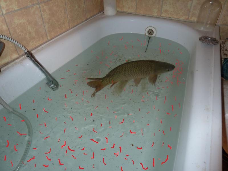 A Fish In The Bathtub LPT If you find Bloodworms in your Municipal drinking water, fill up a