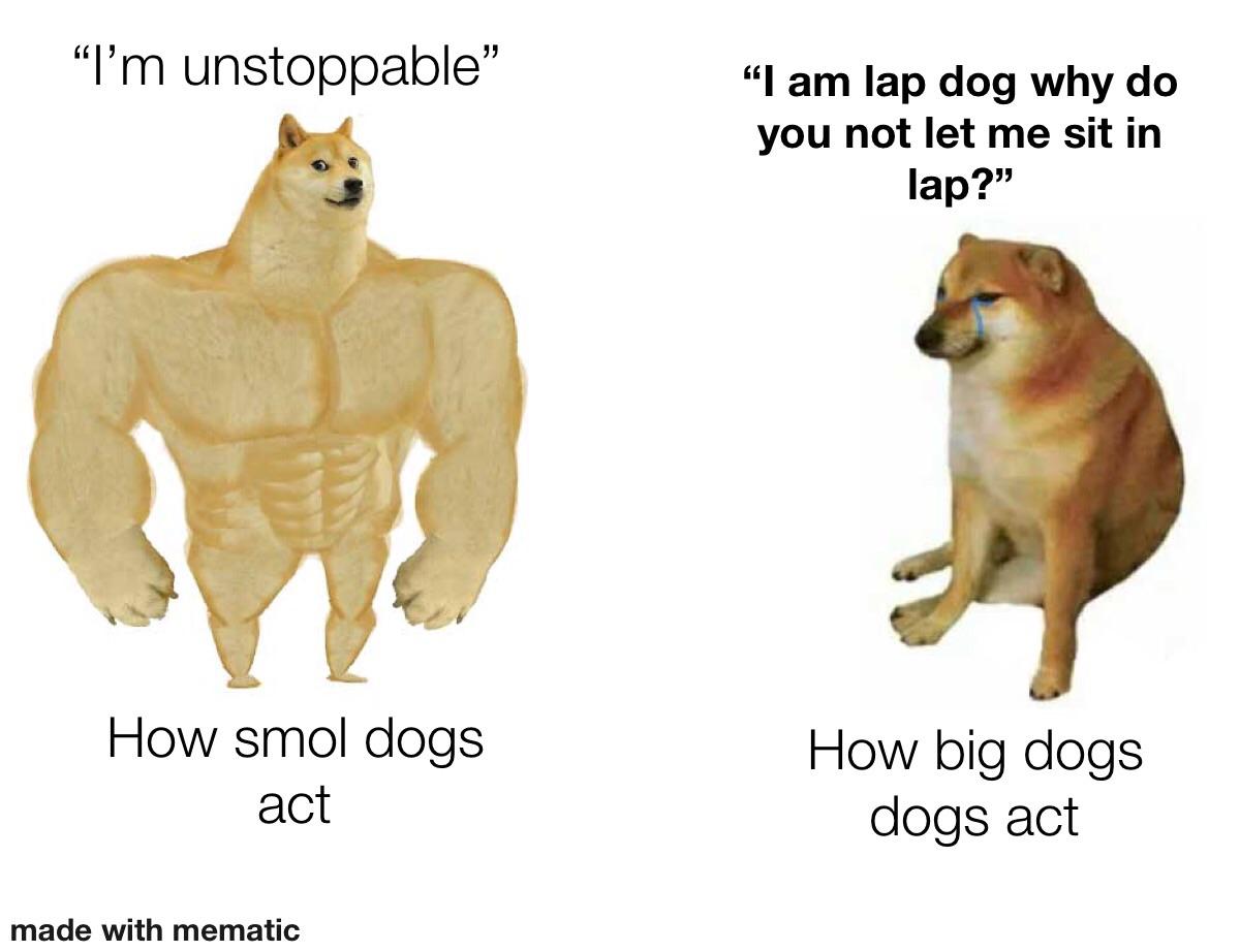 Big dogs always act like they are tiny r/memes