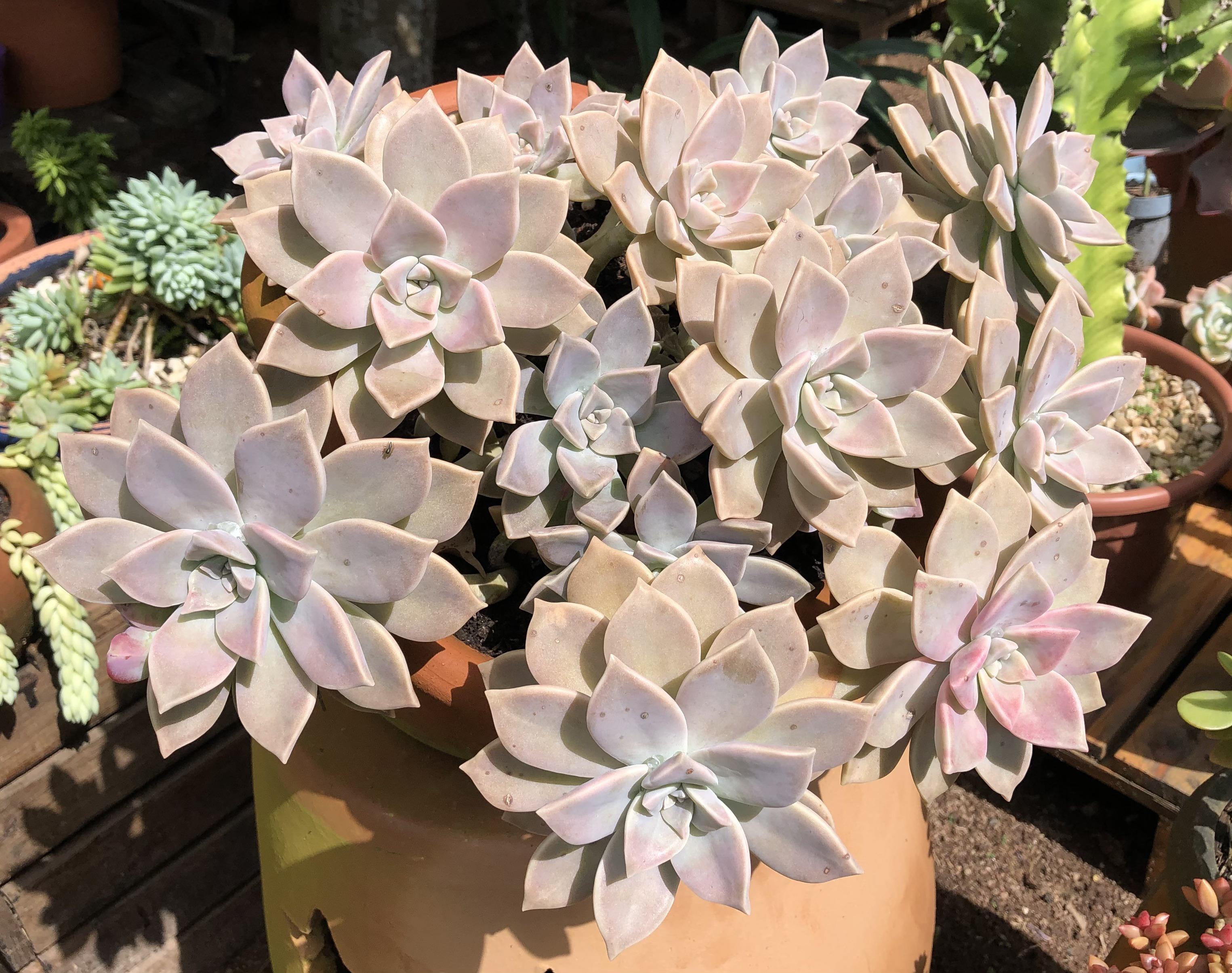 Who’s afraid of ghosts? r/succulents