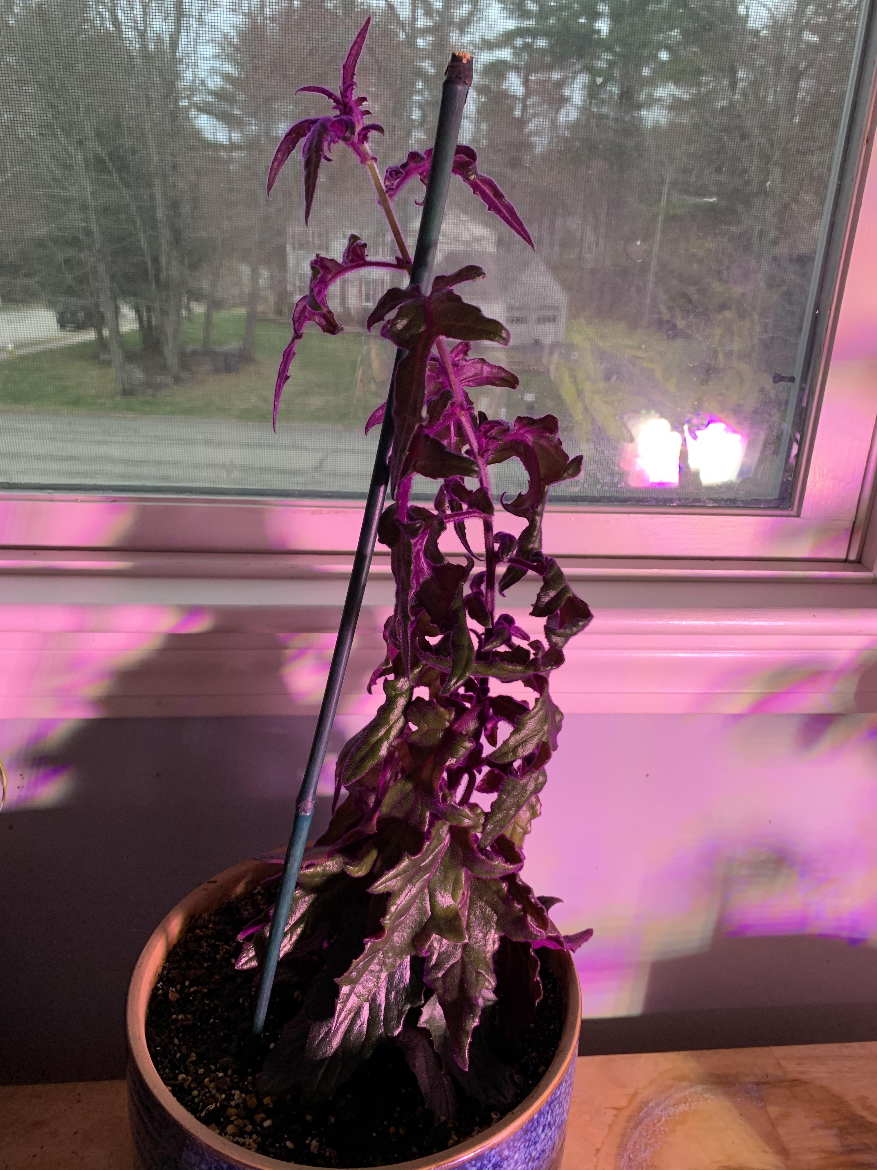 Why aren’t the leaves unfurling on my purple velvet plant? Any advice