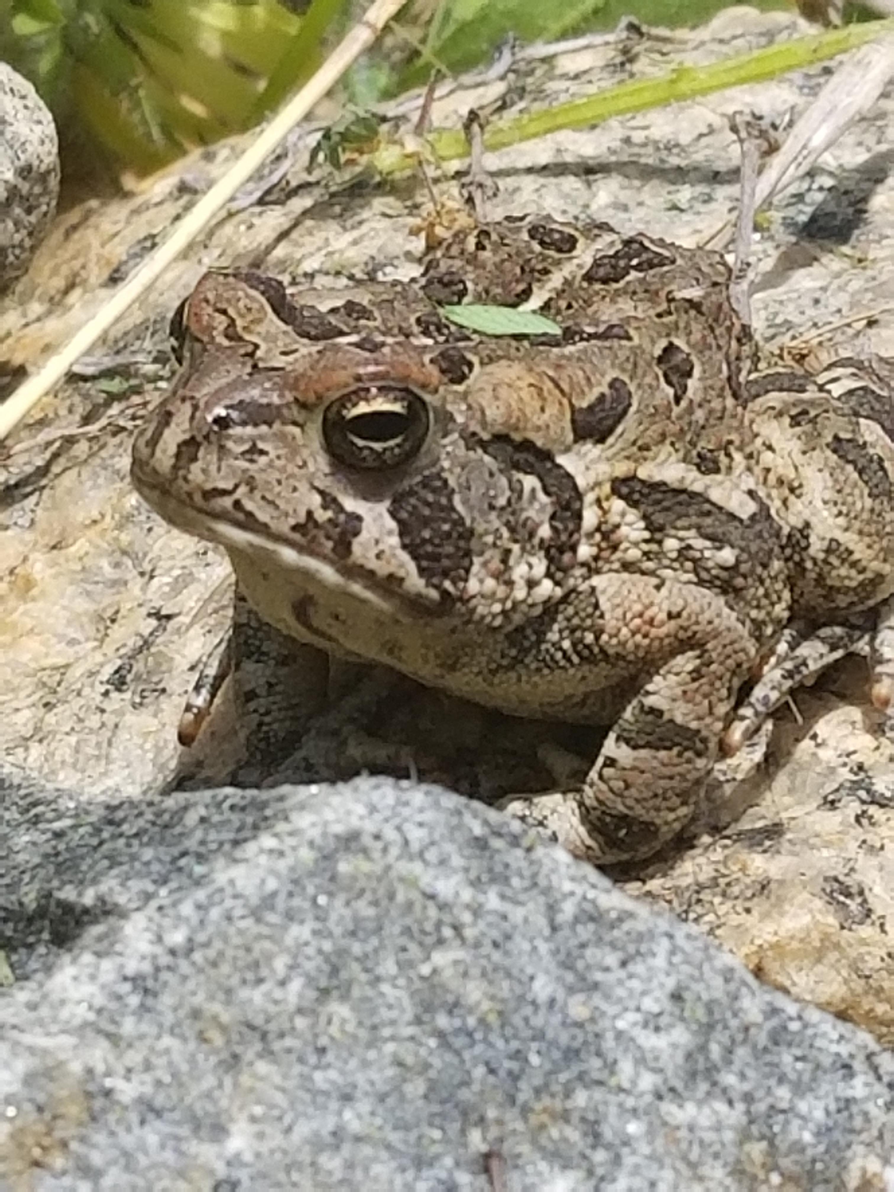 Another one in southern VA I know it's a common frog but I'm new to