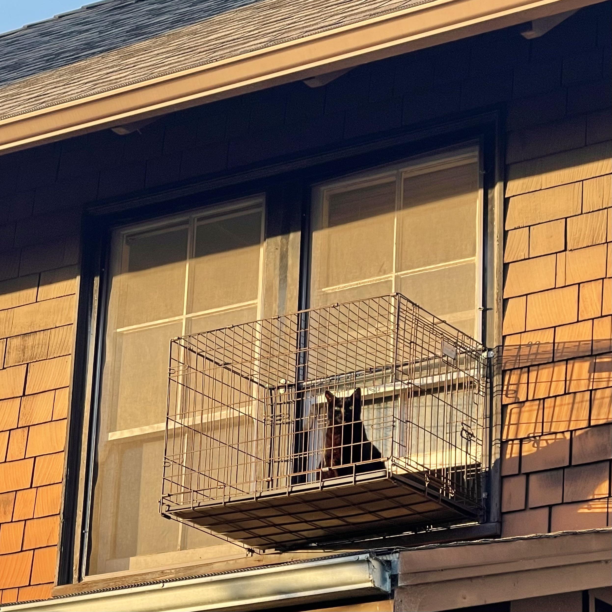 This homeowner made a cage outside a window for its cat to enjoy the