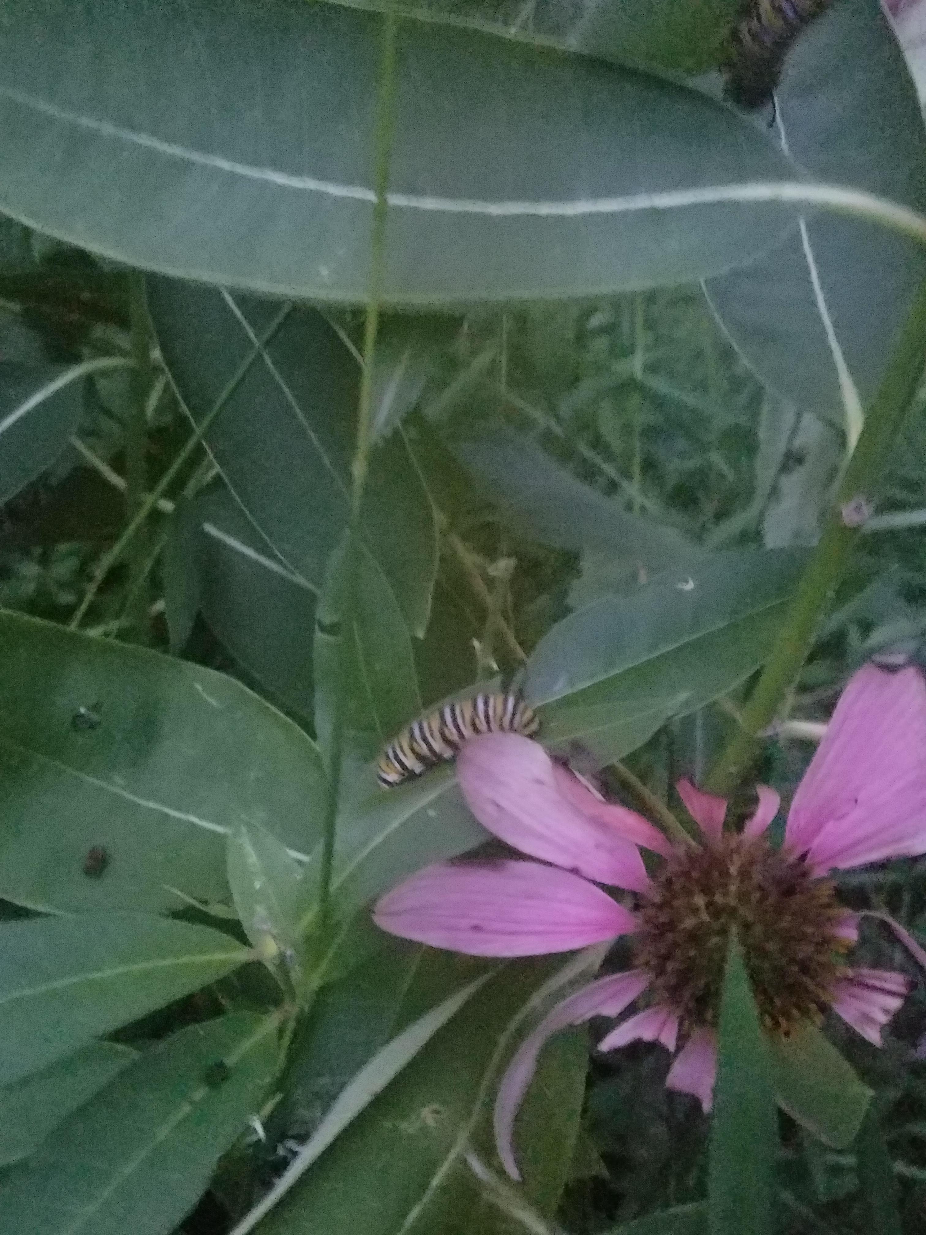 OMG OMG A monarch caterpillar is eating my milkweed. Dream come true