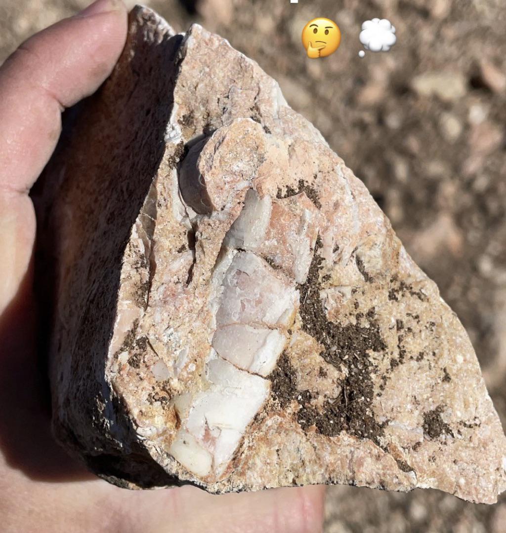 Friend found this in Spain. Any thoughts on what it could be? r/fossils