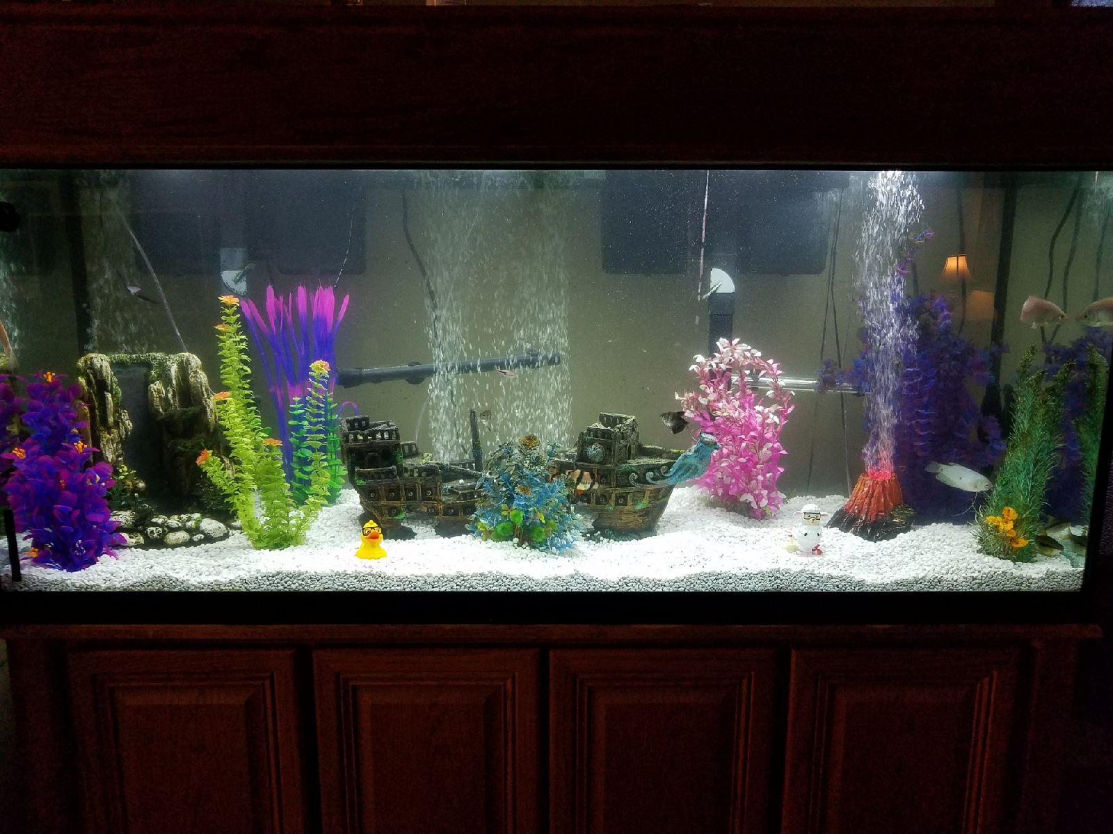 New gravel r/Aquariums