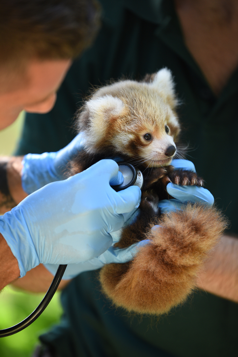 Red panda cub at Perth Zoo gets his first check up r/aww