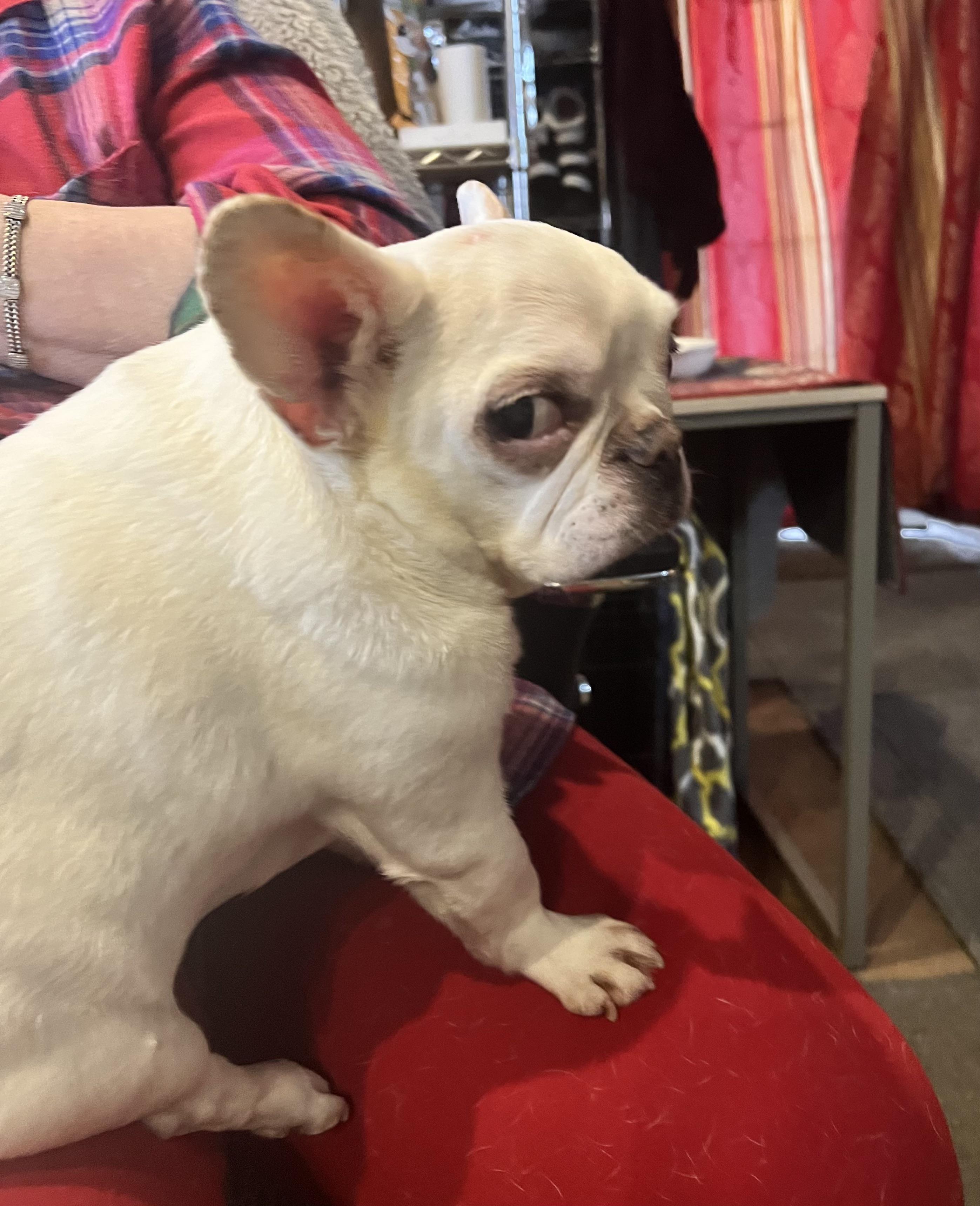 20 Most Hilarious Dog Side Eye Memes of 2023 Openiun