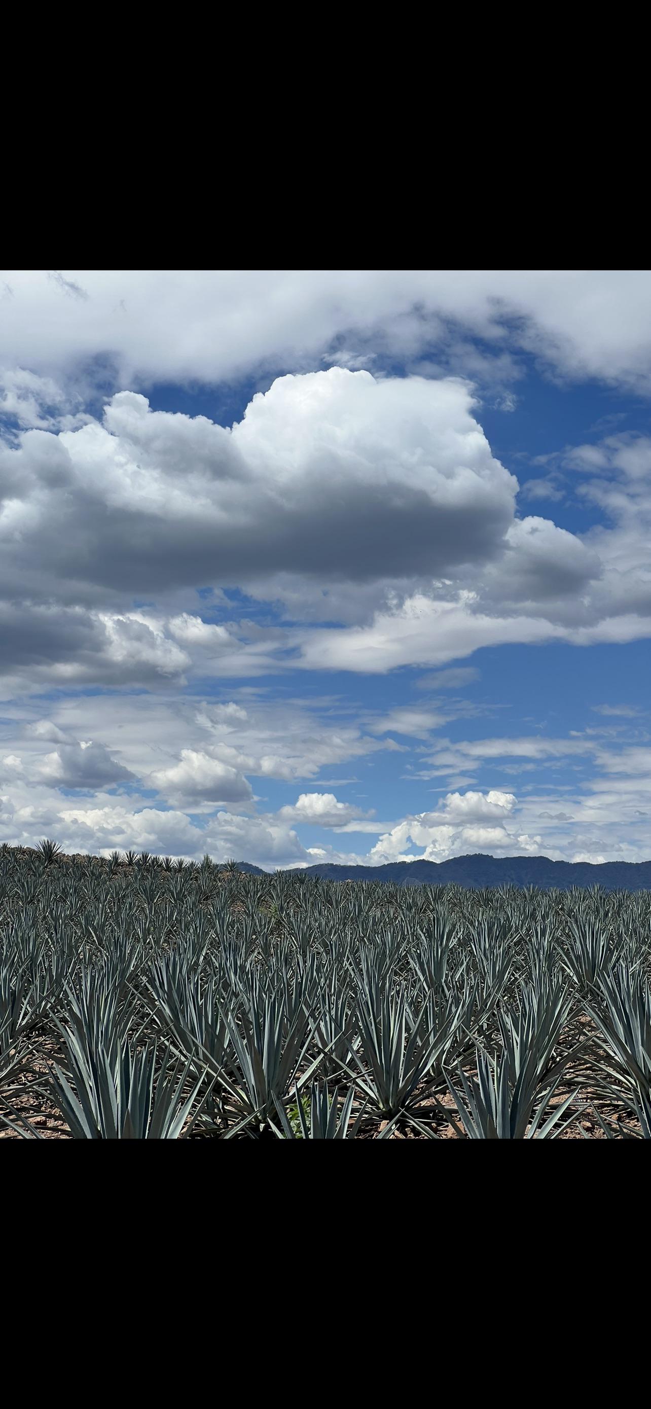 Tequila, Jalisco. [OC][1284x2778] EarthPorn