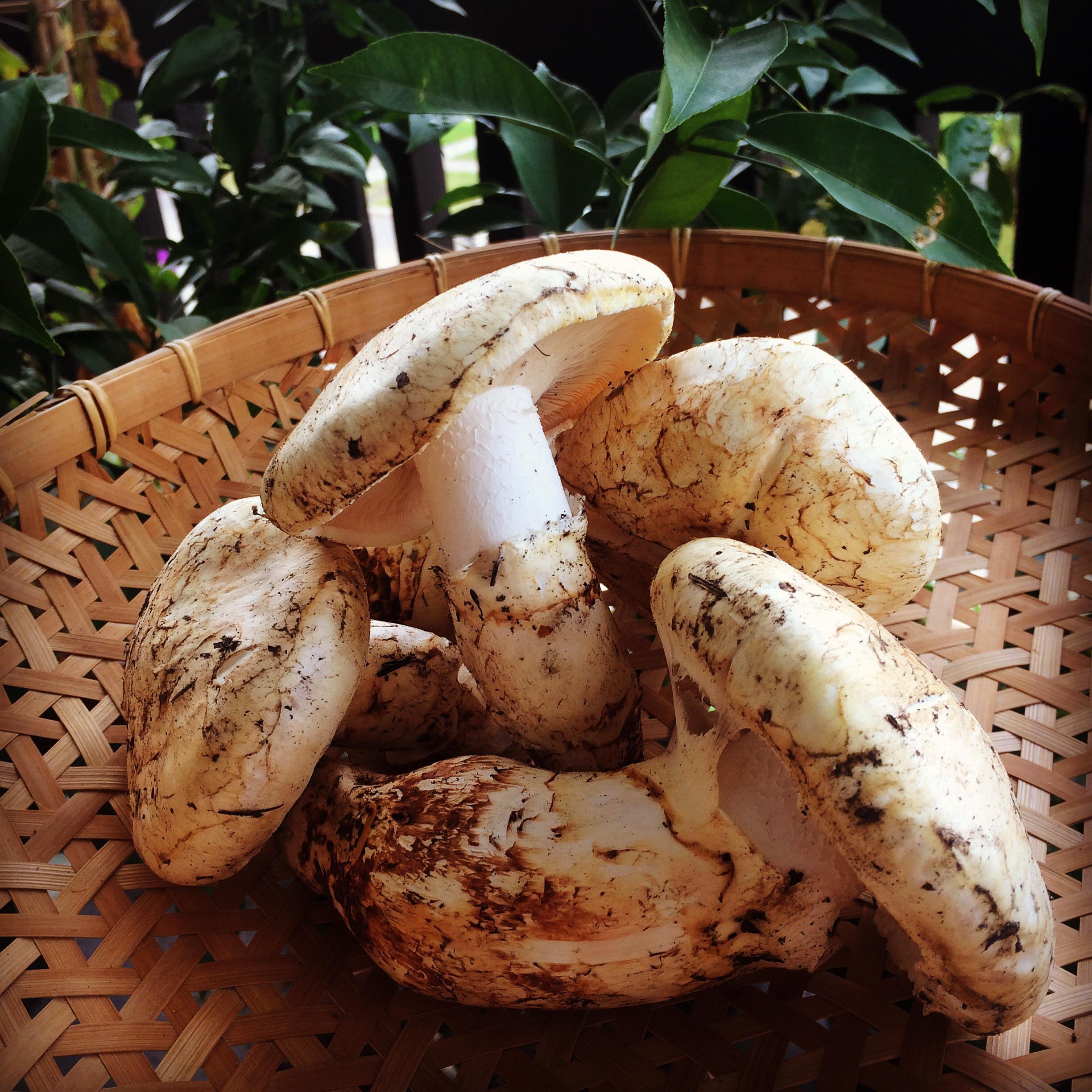Foraged Matsutake from British Columbia r/foraging
