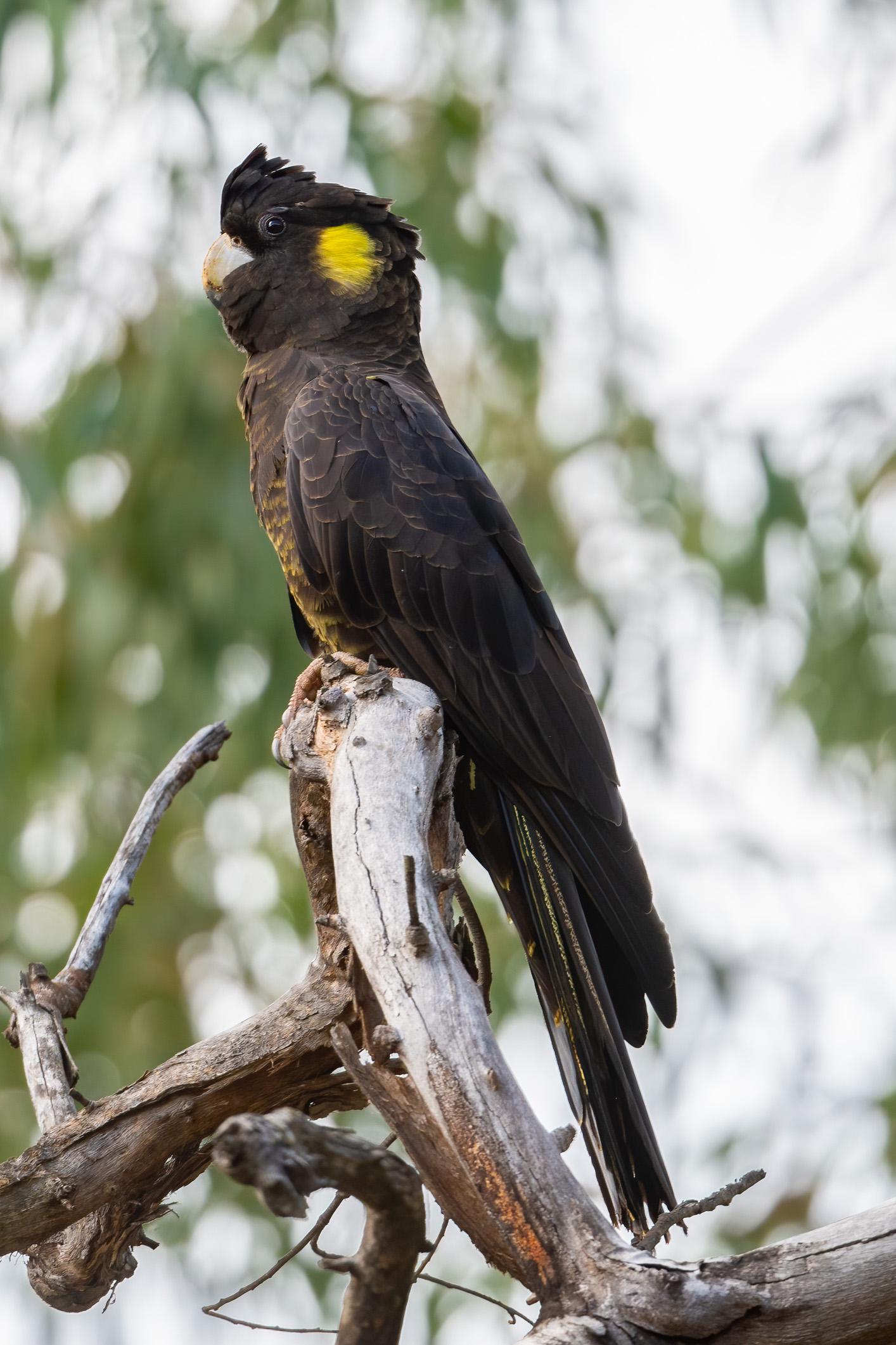 Saw this beauty on an ISO bushwalk on the weekend. Yellowtailed Black Cockatoo. Cattai National