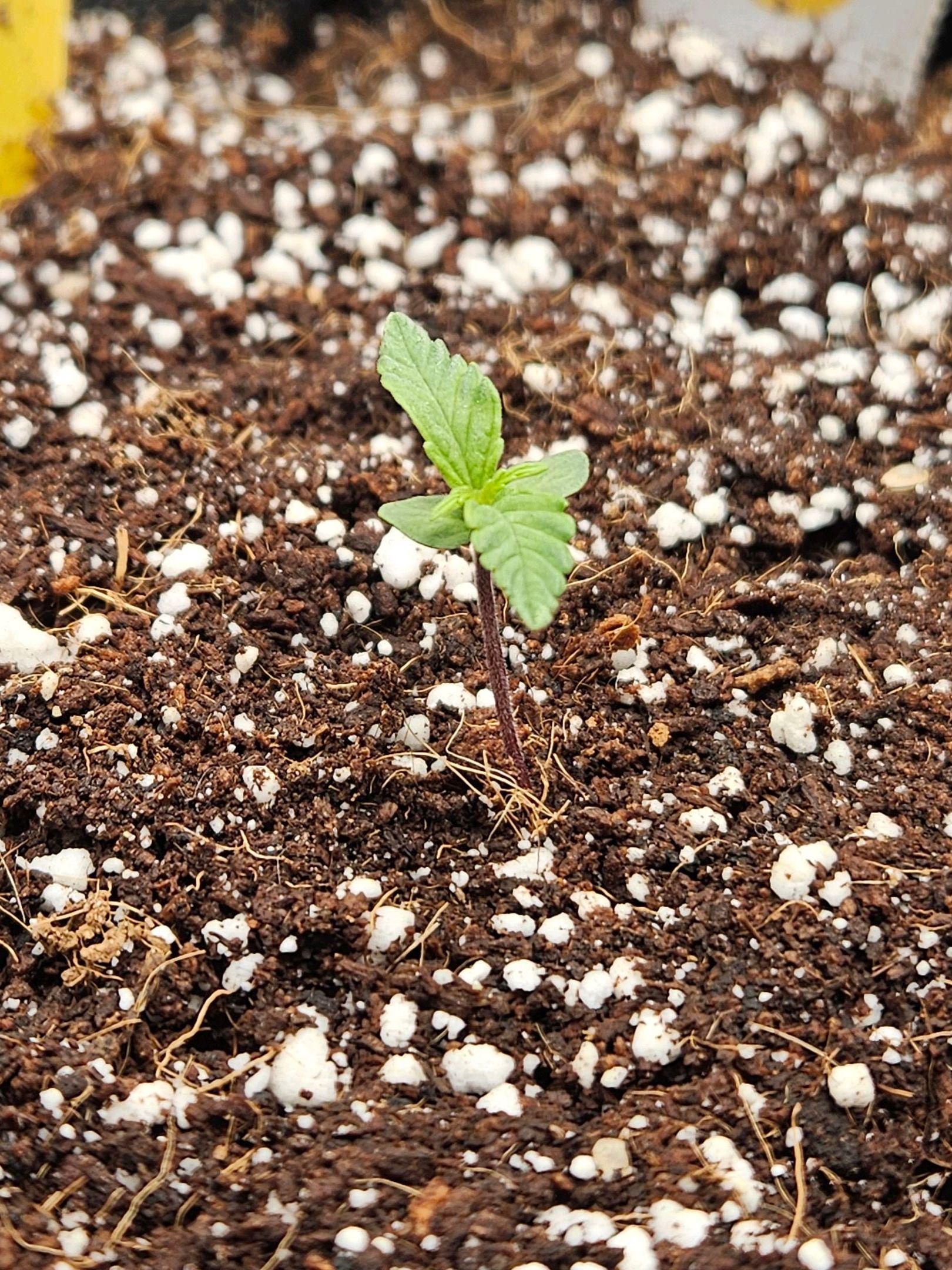 Why are my plants so small for 8 days? Is this small? r/Autoflowers