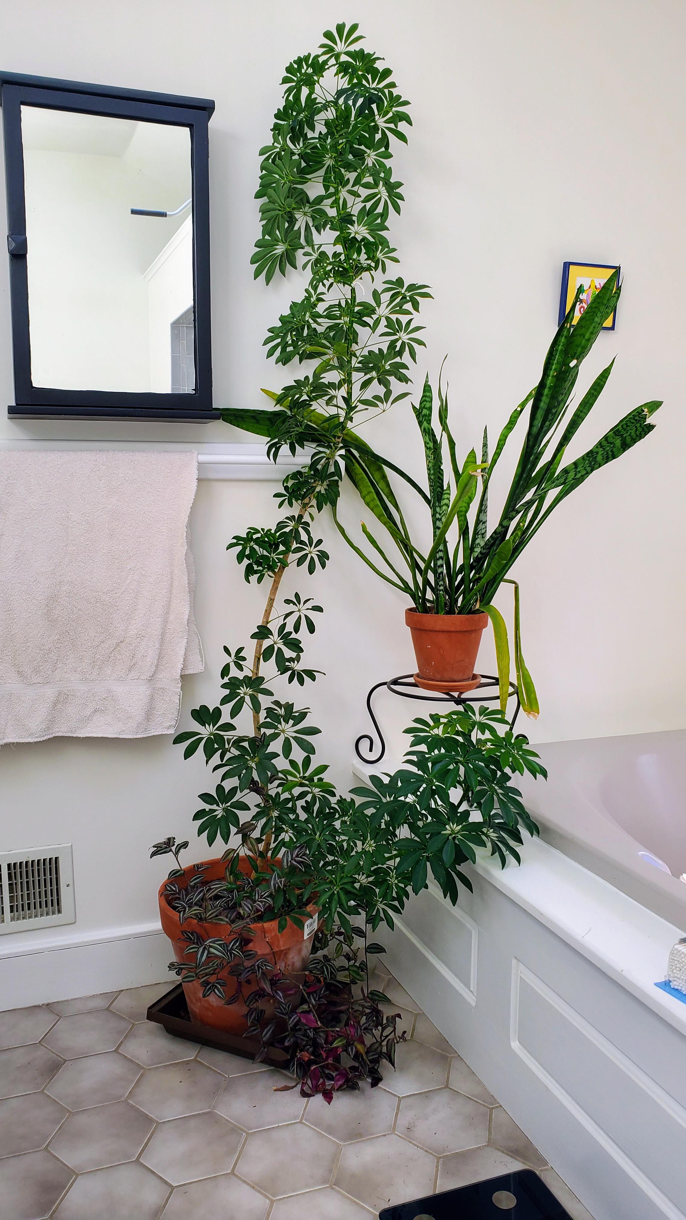 Any insight into when this thing is going to stop growing? I had to put