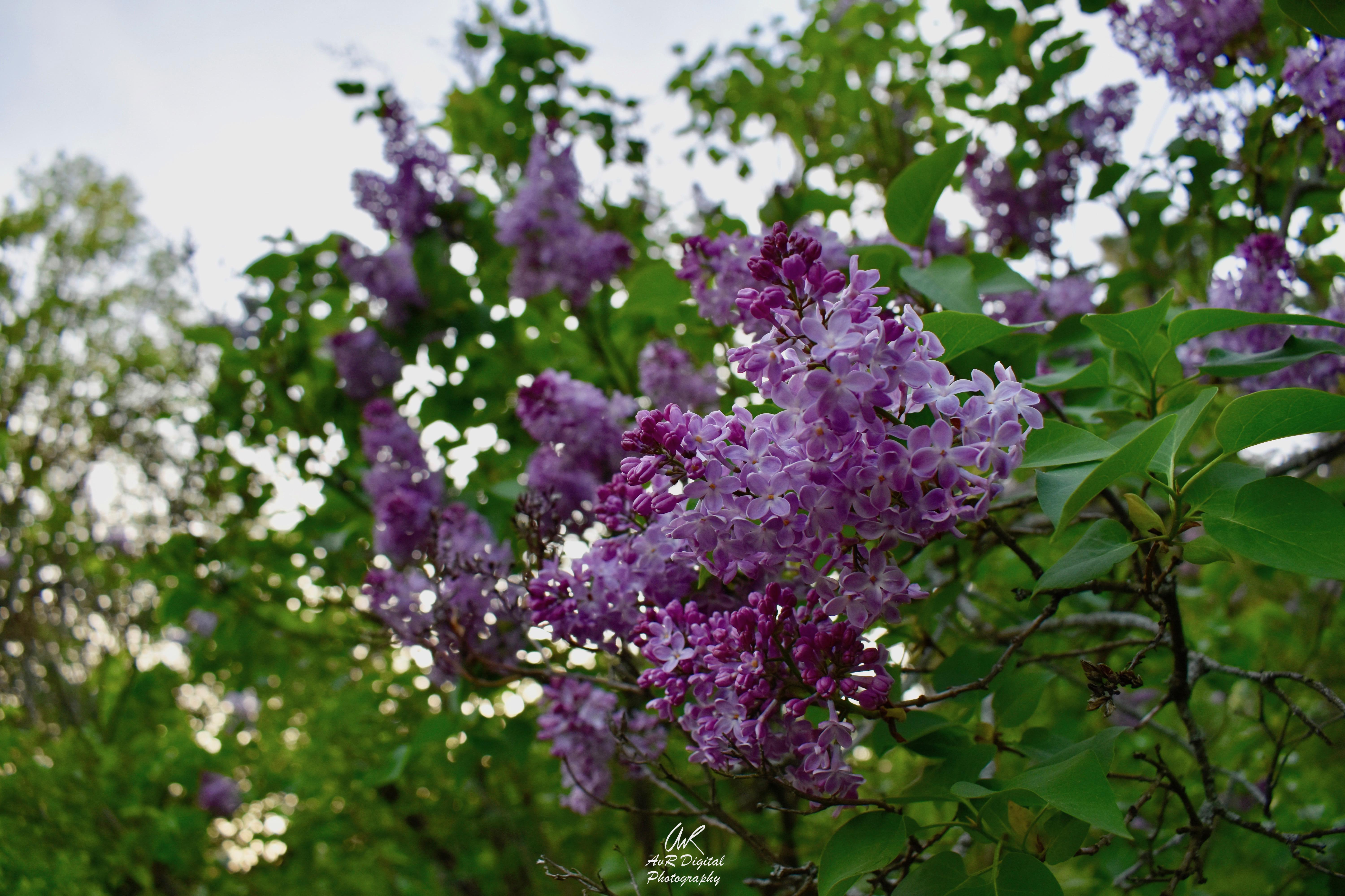 Hometown Flower r/Rochester